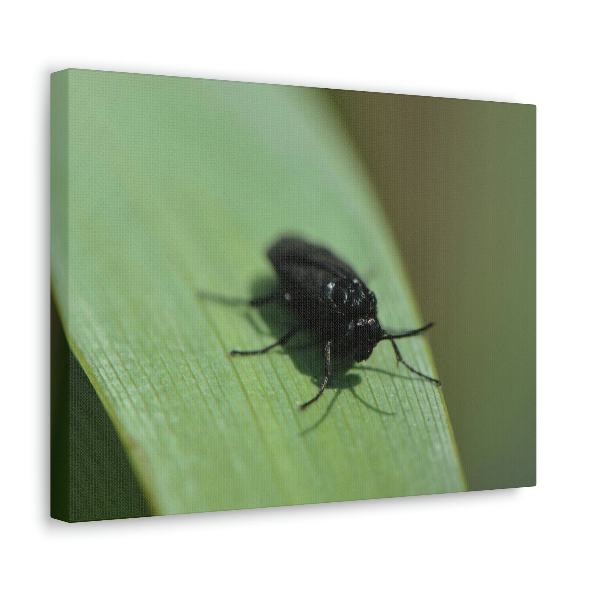 Scripture Walls Black Fly Hunting Black Fly on Hunt Print Animal Wall Art Wildlife Canvas Prints Wall Art Ready to Hang Unframed-Express Your Love Gifts