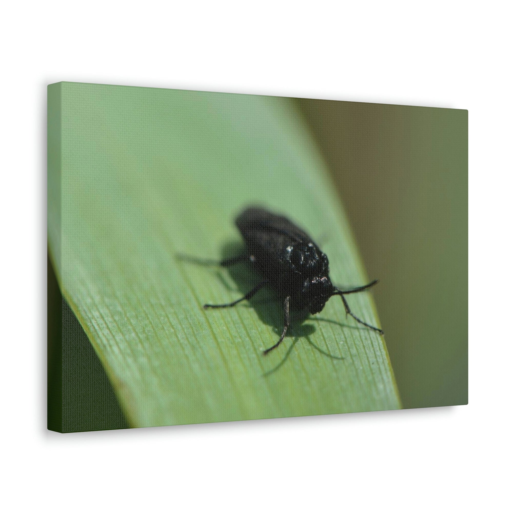 Scripture Walls Black Fly Hunting Black Fly on Hunt Print Animal Wall Art Wildlife Canvas Prints Wall Art Ready to Hang Unframed-Express Your Love Gifts