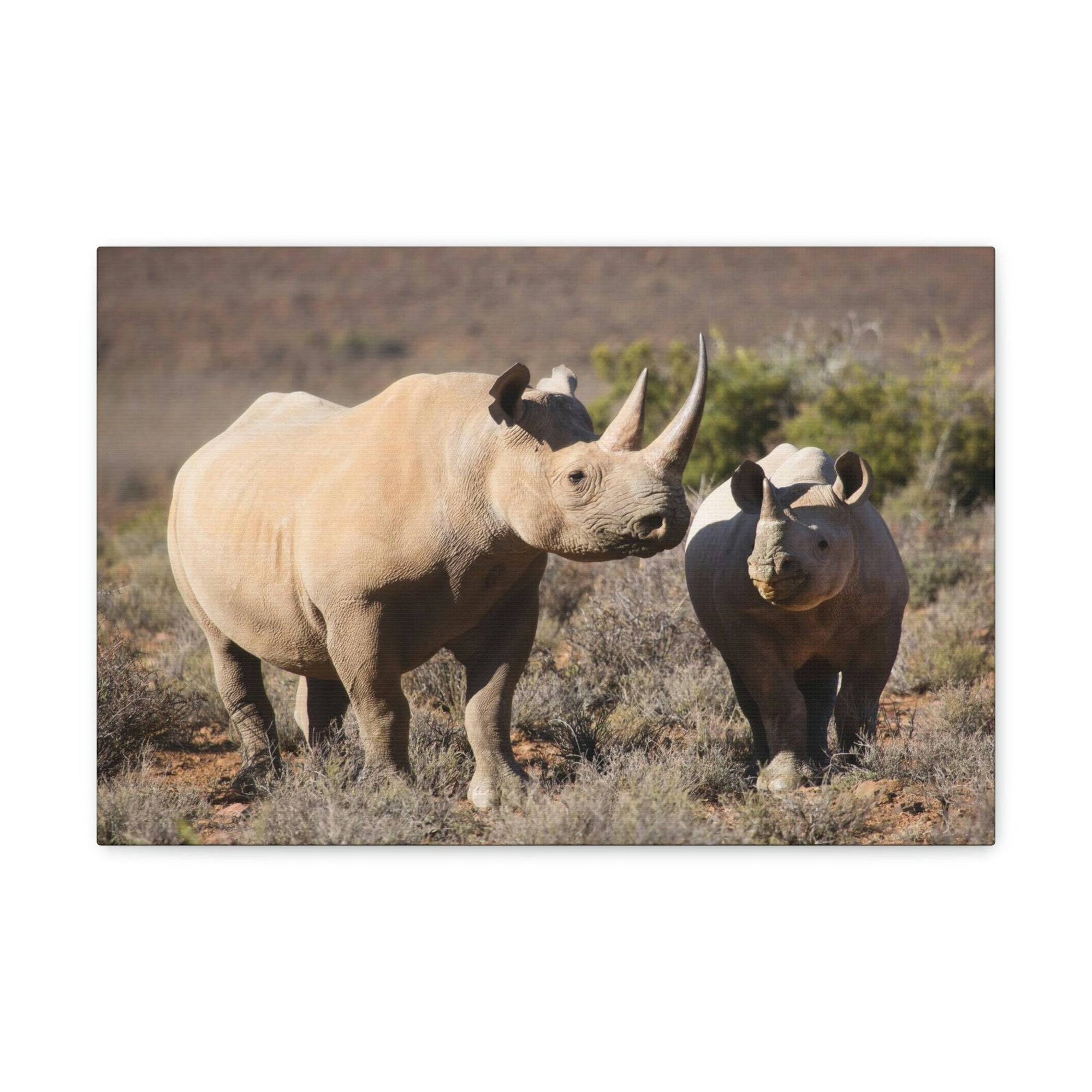 Scripture Walls Black Rhino Couple Black Rhino Troop Print Animal Wall Art Wildlife Canvas Prints Wall Art Ready to Hang Unframed-Express Your Love Gifts