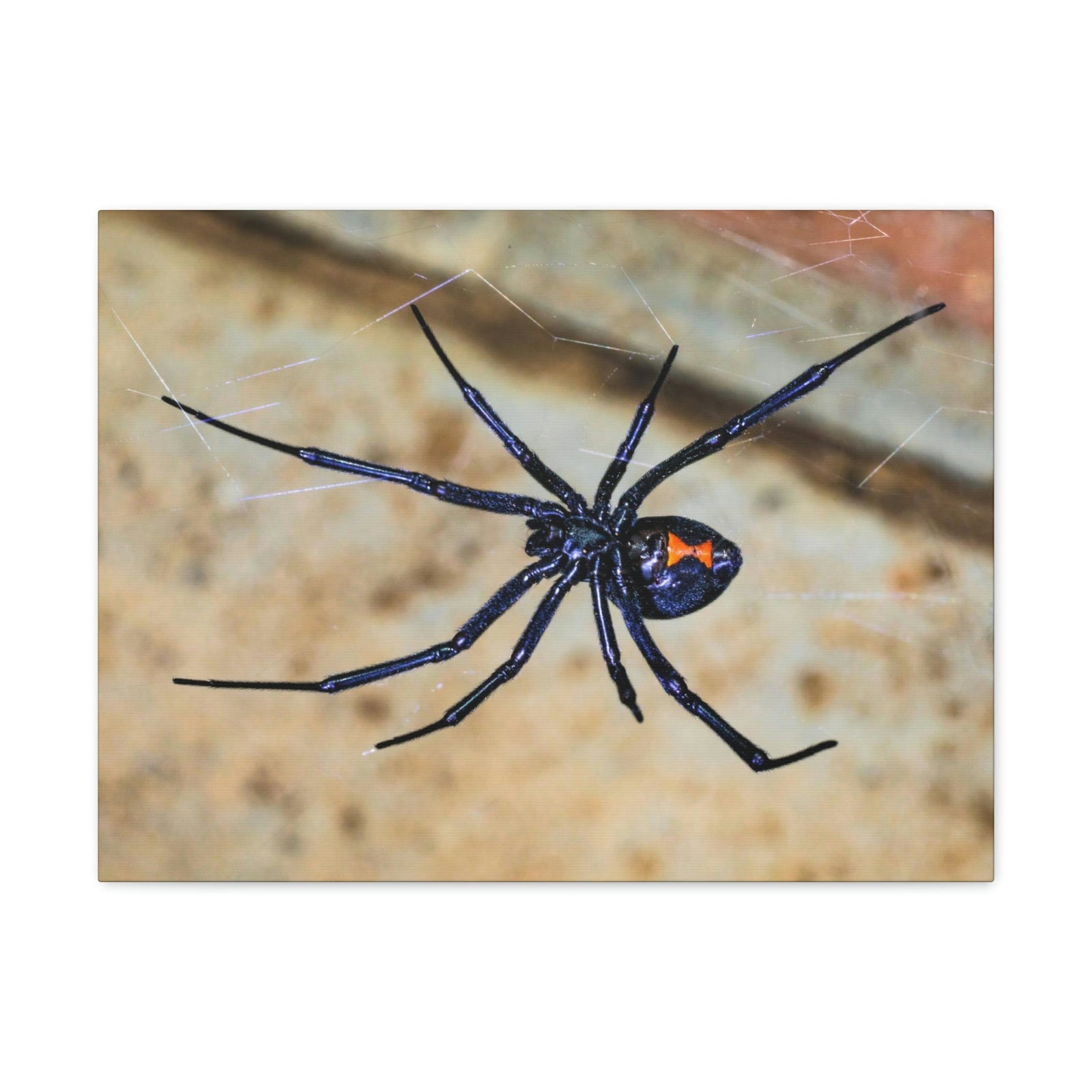 Scripture Walls Black Widow Hunting Black Widow on Hunt Print Animal Wall Art Wildlife Canvas Prints Wall Art Ready to Hang Unframed-Express Your Love Gifts