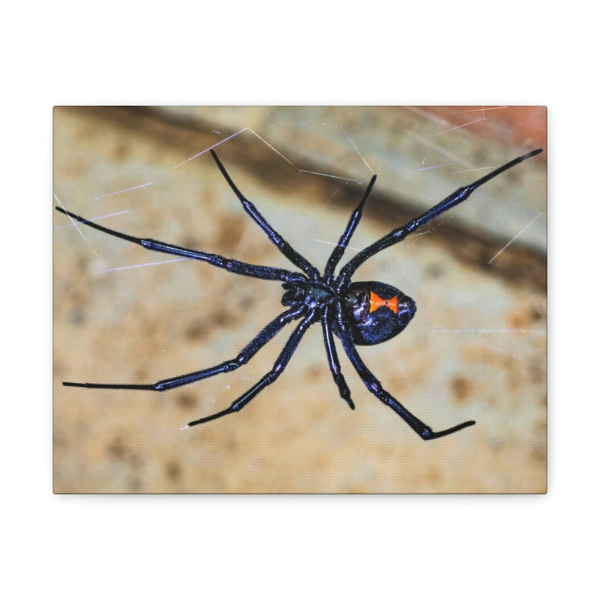 Scripture Walls Black Widow Hunting Black Widow on Hunt Print Animal Wall Art Wildlife Canvas Prints Wall Art Ready to Hang Unframed-Express Your Love Gifts