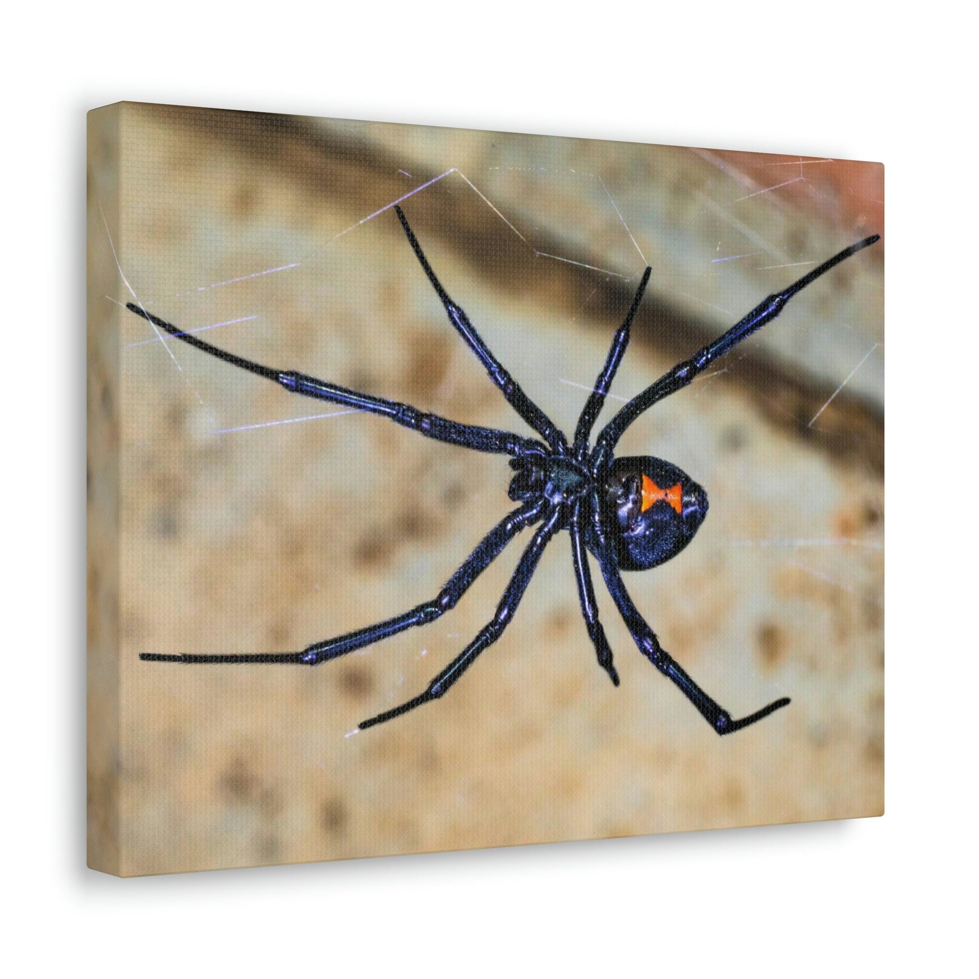 Scripture Walls Black Widow Hunting Black Widow on Hunt Print Animal Wall Art Wildlife Canvas Prints Wall Art Ready to Hang Unframed-Express Your Love Gifts