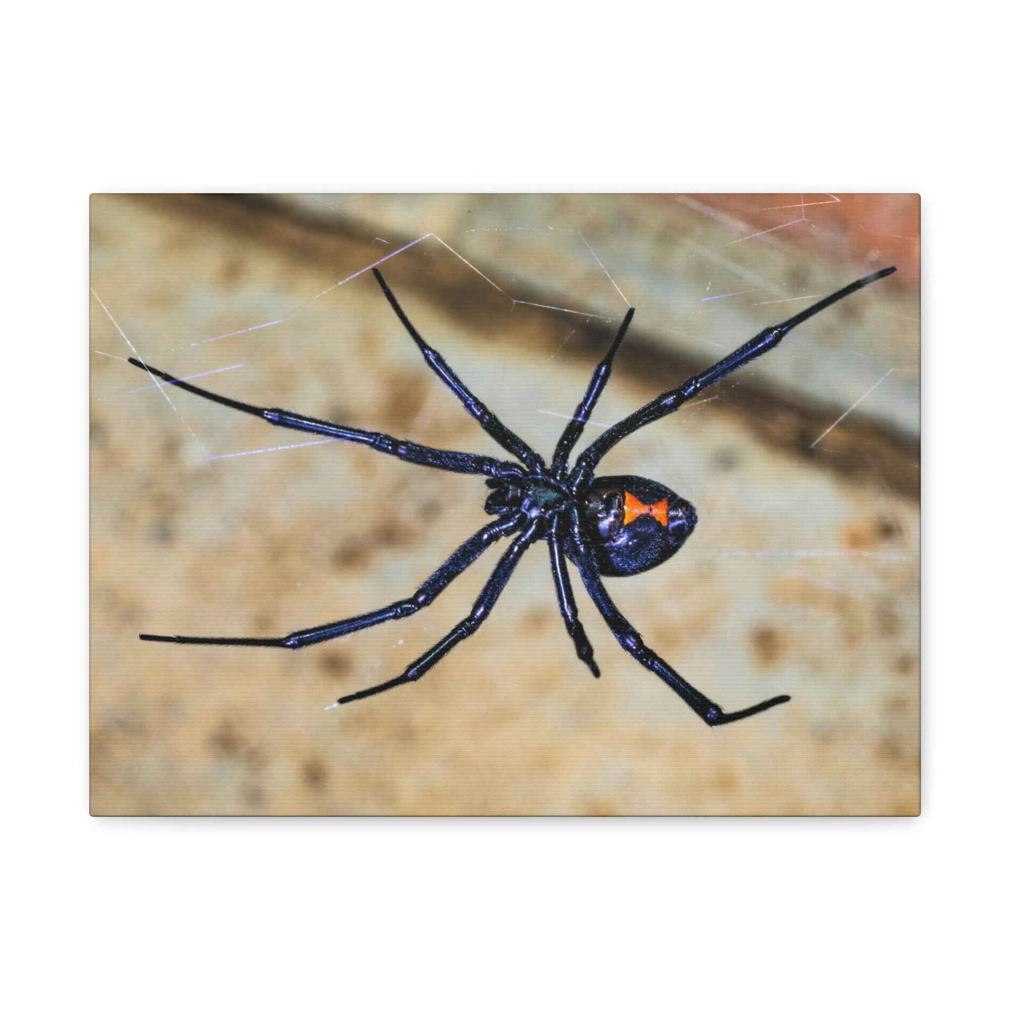 Scripture Walls Black Widow Hunting Black Widow on Hunt Print Animal Wall Art Wildlife Canvas Prints Wall Art Ready to Hang Unframed-Express Your Love Gifts