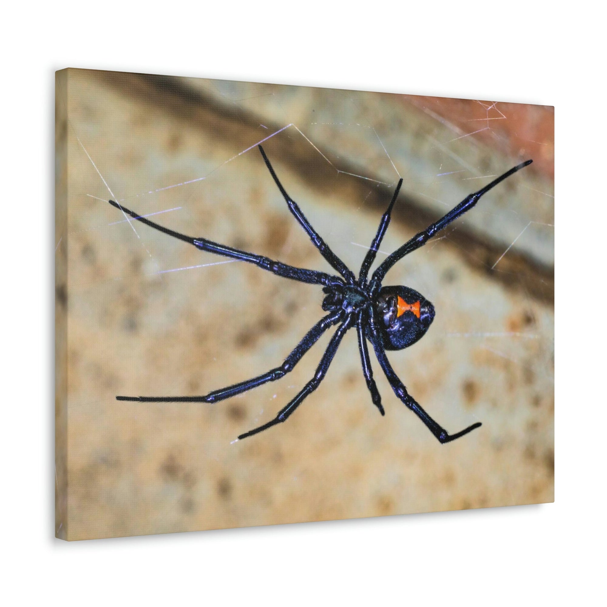 Scripture Walls Black Widow Hunting Black Widow on Hunt Print Animal Wall Art Wildlife Canvas Prints Wall Art Ready to Hang Unframed-Express Your Love Gifts