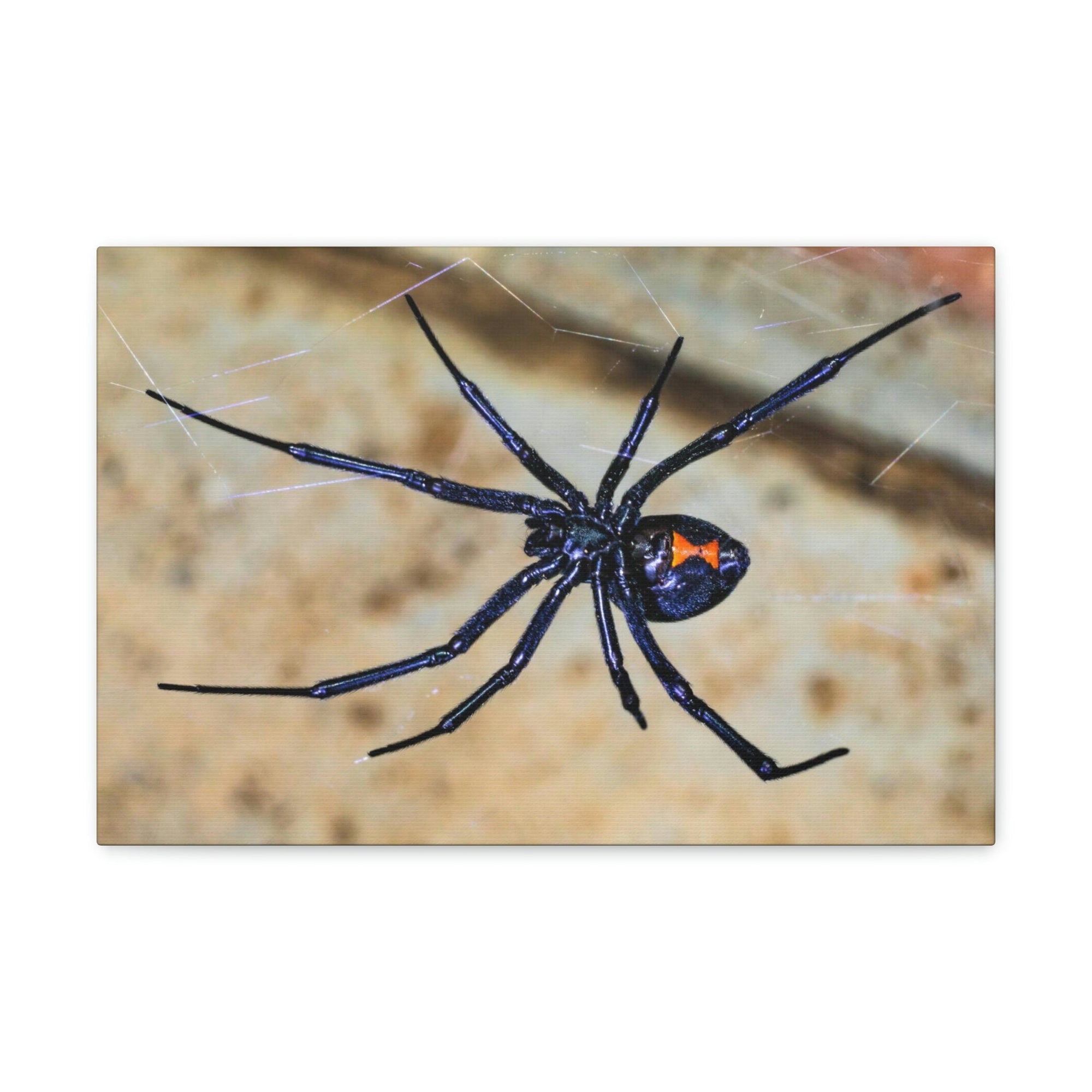 Scripture Walls Black Widow Hunting Black Widow on Hunt Print Animal Wall Art Wildlife Canvas Prints Wall Art Ready to Hang Unframed-Express Your Love Gifts