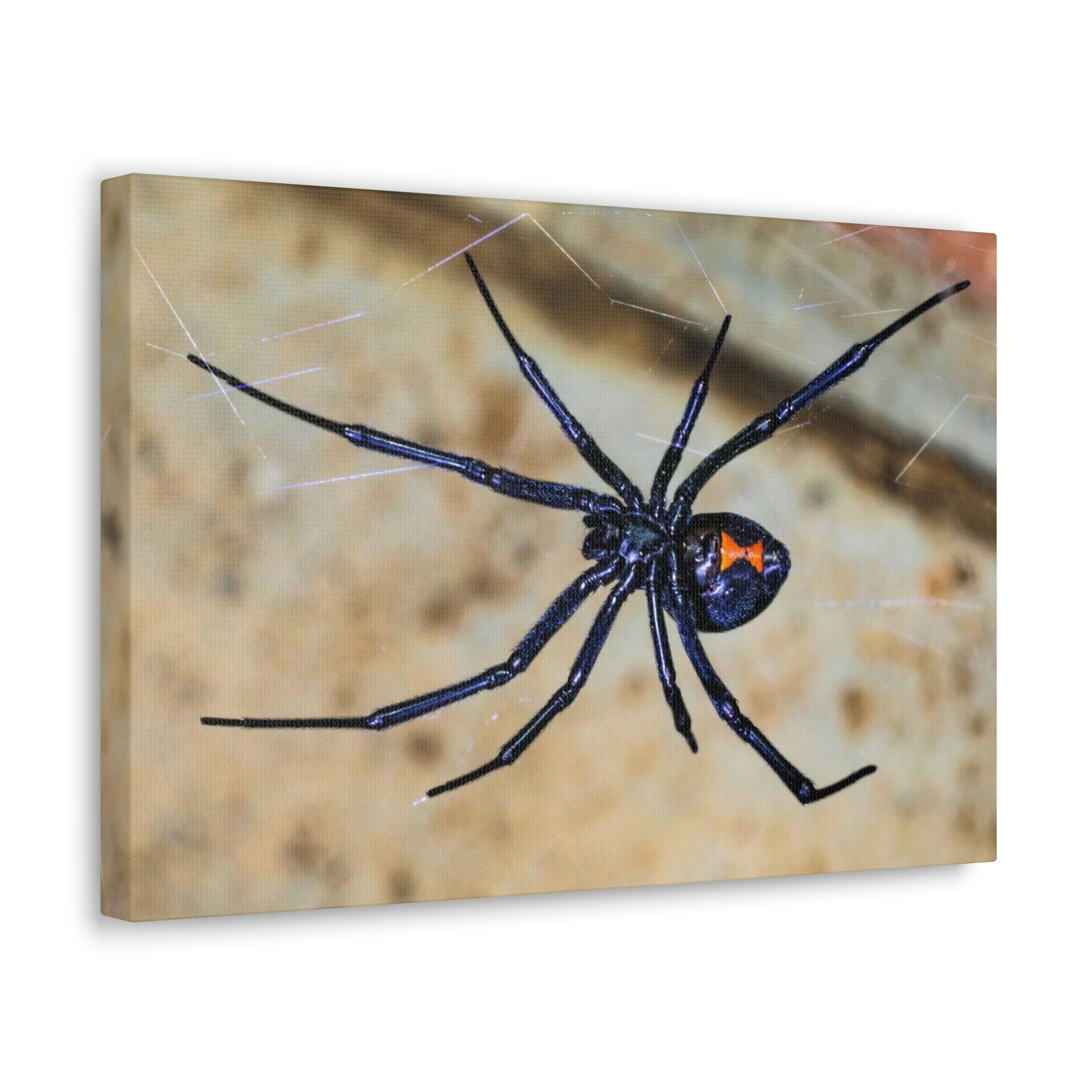 Scripture Walls Black Widow Hunting Black Widow on Hunt Print Animal Wall Art Wildlife Canvas Prints Wall Art Ready to Hang Unframed-Express Your Love Gifts