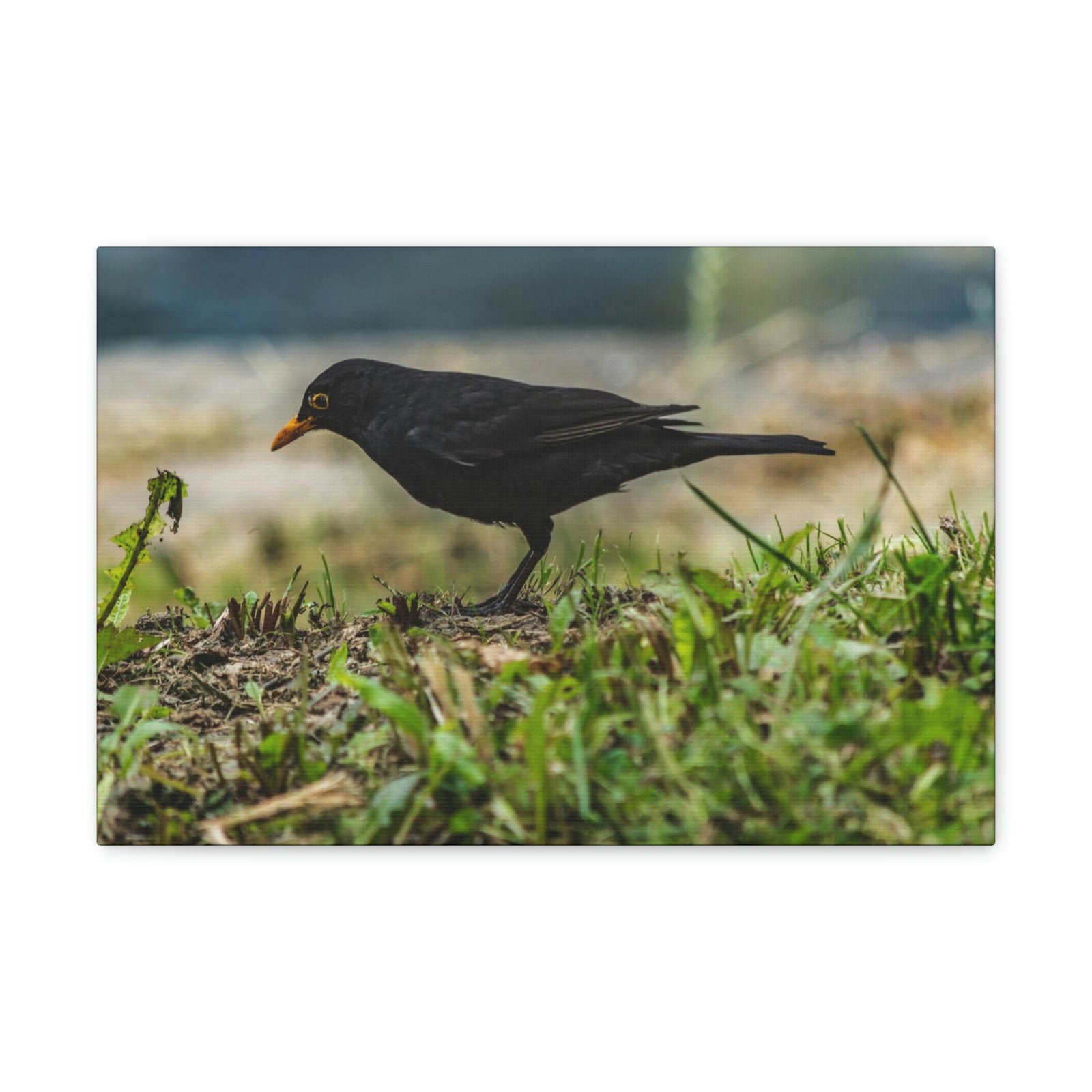 Scripture Walls Blackbird Hunting Blackbird on Hunt Print Animal Wall Art Wildlife Canvas Prints Wall Art Ready to Hang Unframed-Express Your Love Gifts