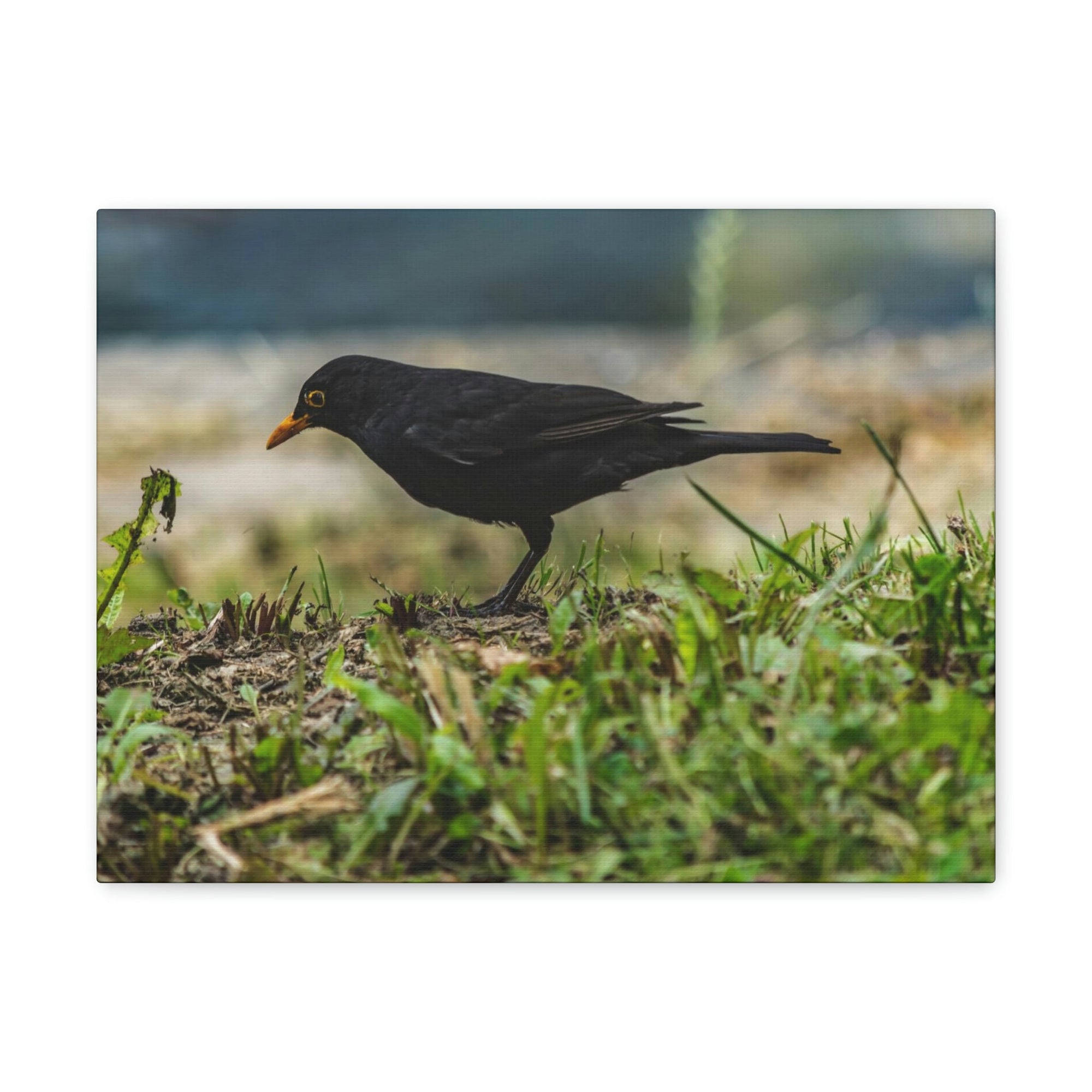 Scripture Walls Blackbird Hunting Blackbird on Hunt Print Animal Wall Art Wildlife Canvas Prints Wall Art Ready to Hang Unframed-Express Your Love Gifts