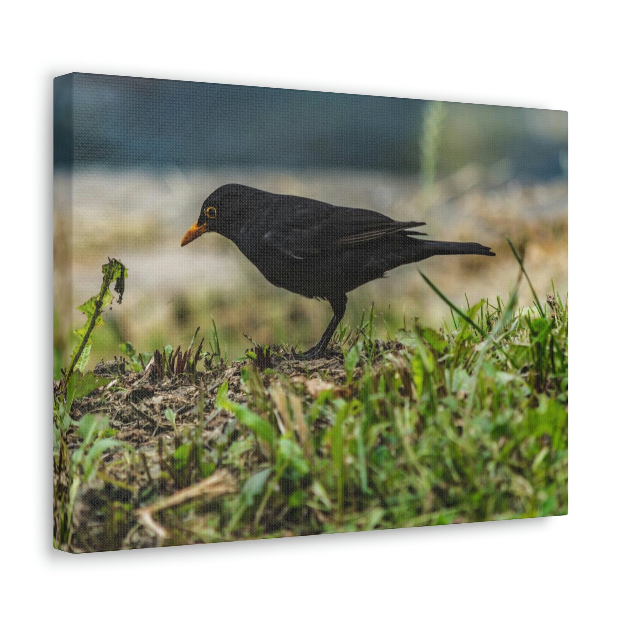 Scripture Walls Blackbird Hunting Blackbird on Hunt Print Animal Wall Art Wildlife Canvas Prints Wall Art Ready to Hang Unframed-Express Your Love Gifts