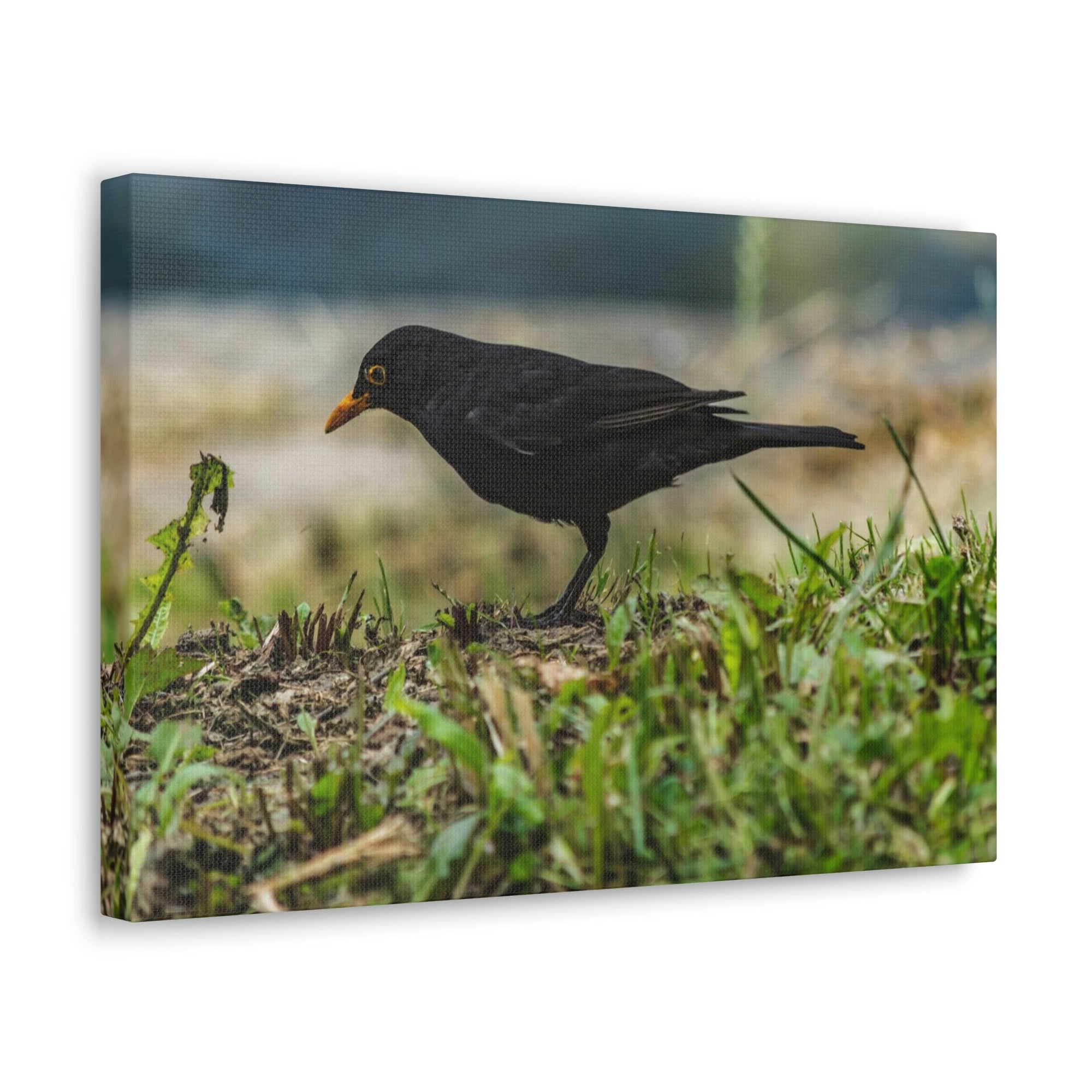 Scripture Walls Blackbird Hunting Blackbird on Hunt Print Animal Wall Art Wildlife Canvas Prints Wall Art Ready to Hang Unframed-Express Your Love Gifts