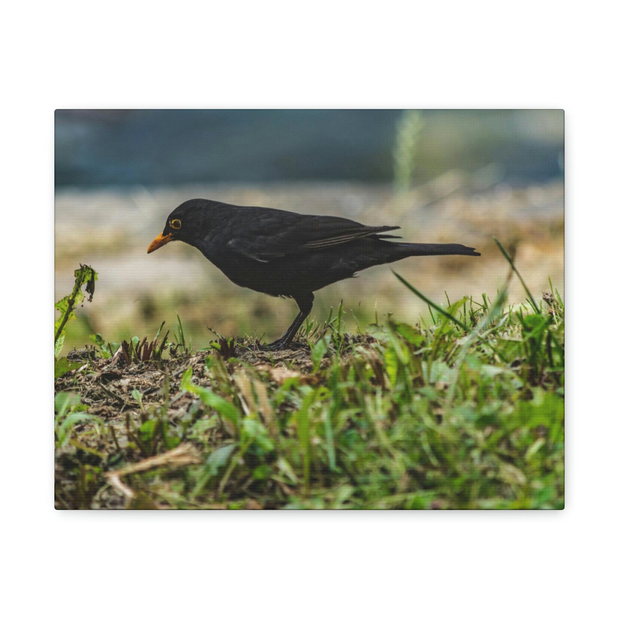 Scripture Walls Blackbird Hunting Blackbird on Hunt Print Animal Wall Art Wildlife Canvas Prints Wall Art Ready to Hang Unframed-Express Your Love Gifts