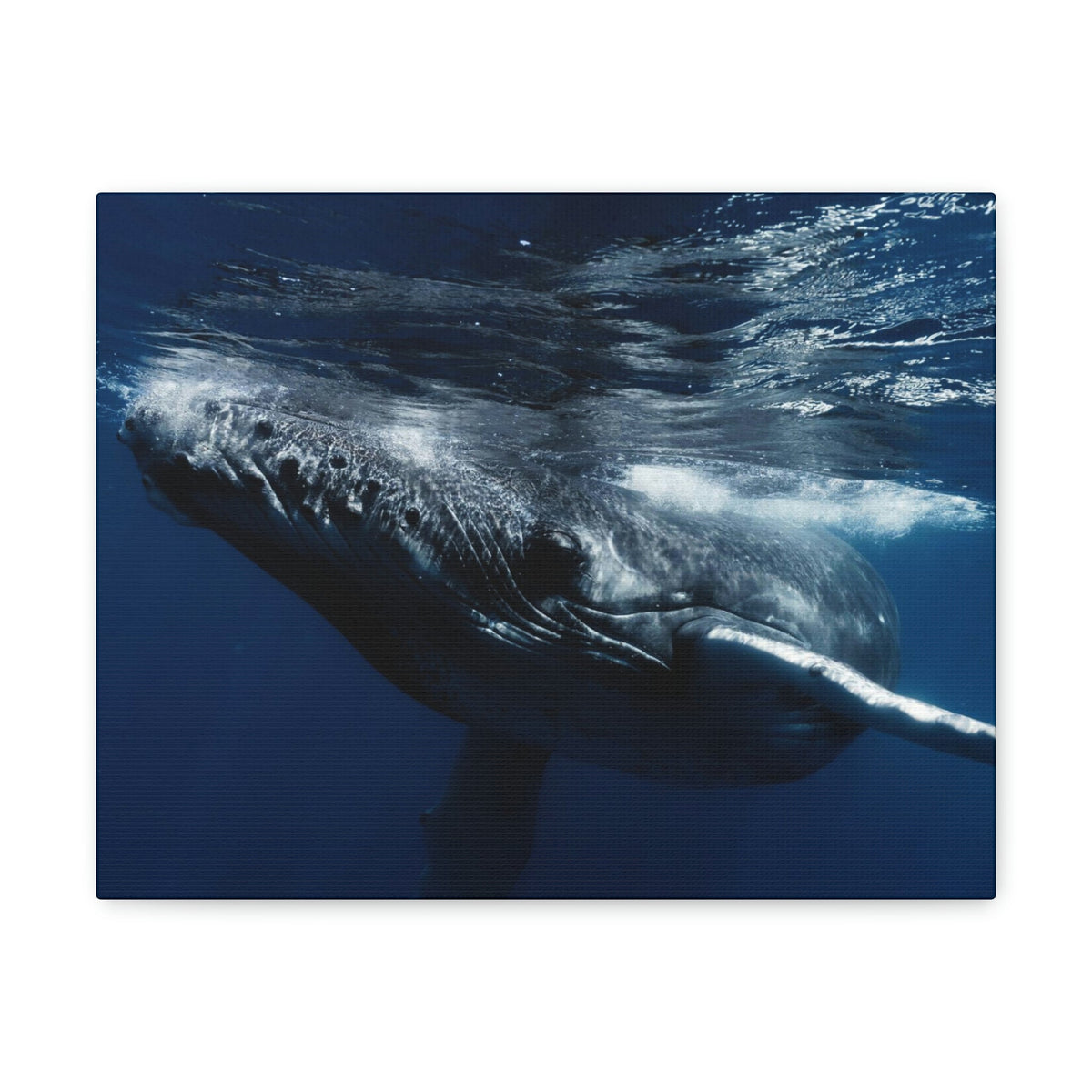 Scripture Walls Blue Whale Hunting Blue Whale on Hunt Print Animal Wall Art Wildlife Canvas Prints Wall Art Ready to Hang Unframed-Express Your Love Gifts