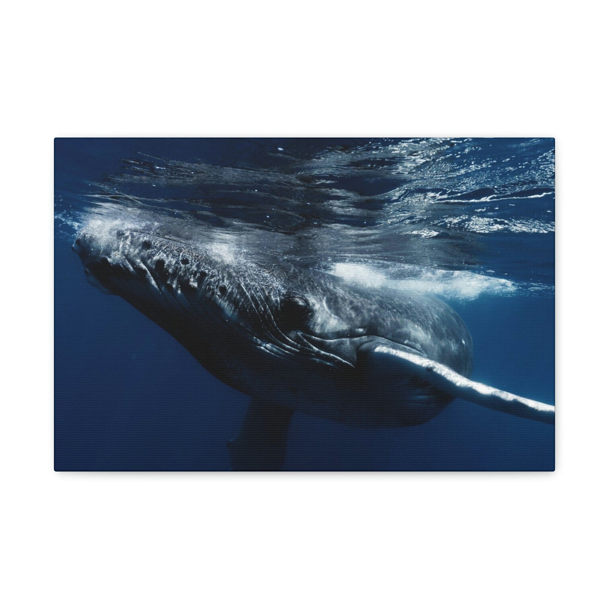 Scripture Walls Blue Whale Hunting Blue Whale on Hunt Print Animal Wall Art Wildlife Canvas Prints Wall Art Ready to Hang Unframed-Express Your Love Gifts