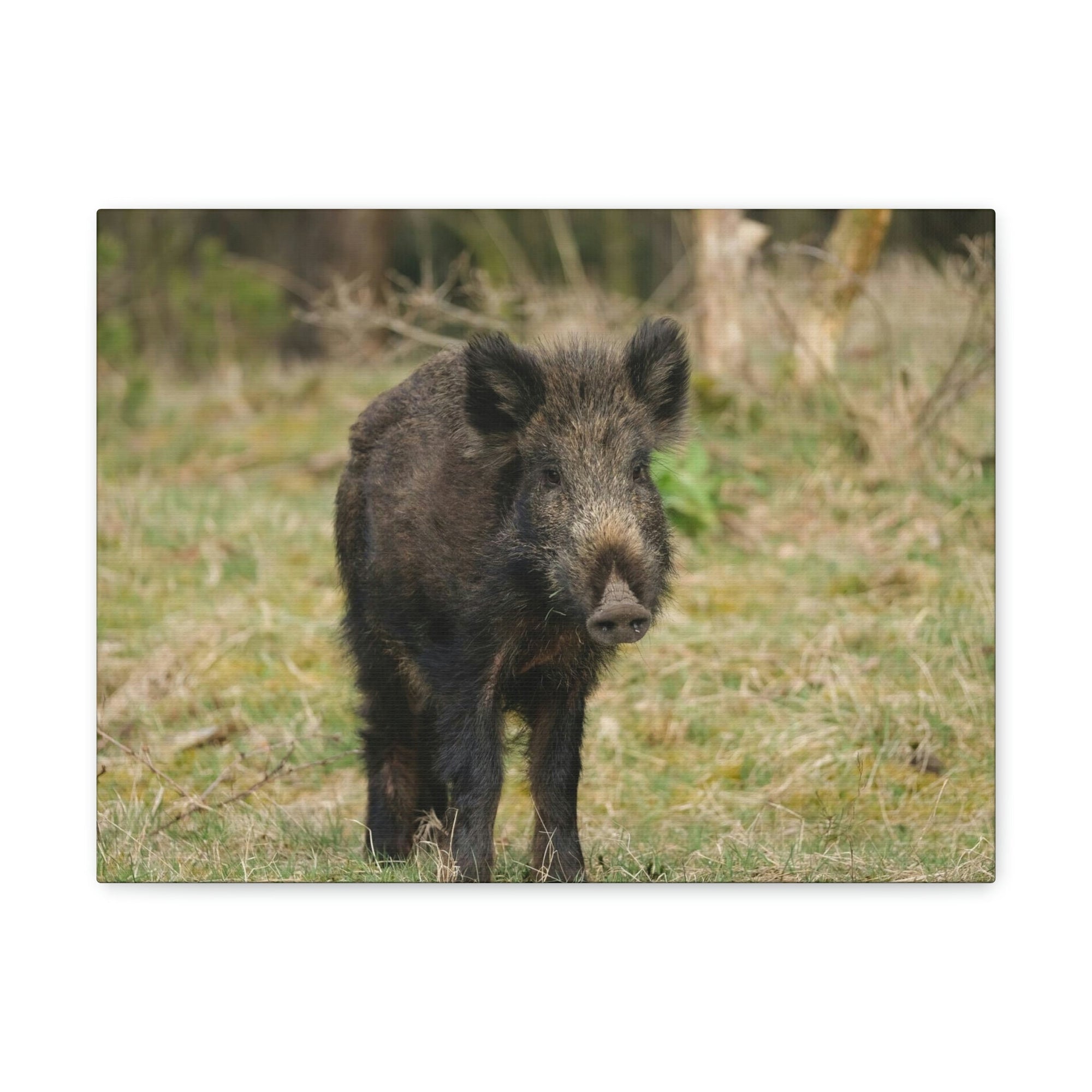 Scripture Walls Boar Hunting Boar on Hunt Print Animal Wall Art Wildlife Canvas Prints Wall Art Ready to Hang Unframed-Express Your Love Gifts