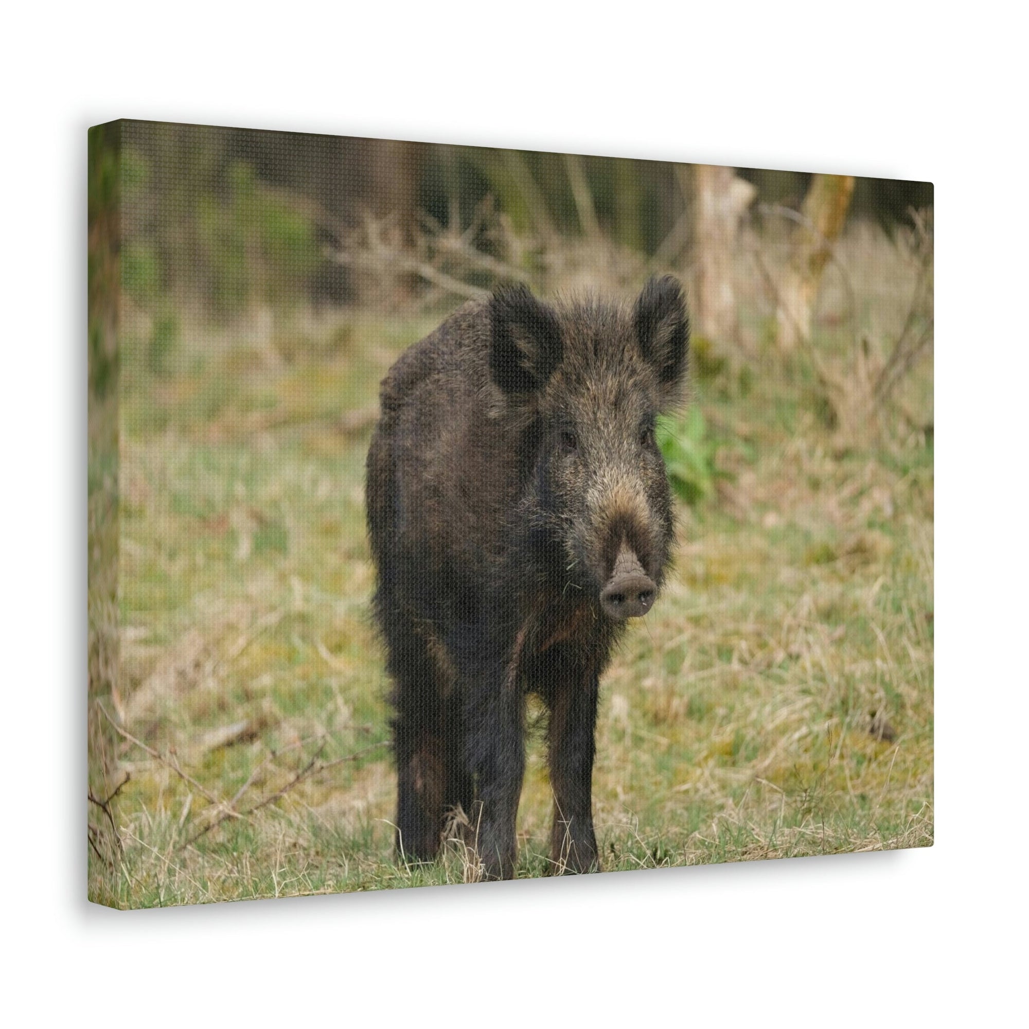 Scripture Walls Boar Hunting Boar on Hunt Print Animal Wall Art Wildlife Canvas Prints Wall Art Ready to Hang Unframed-Express Your Love Gifts