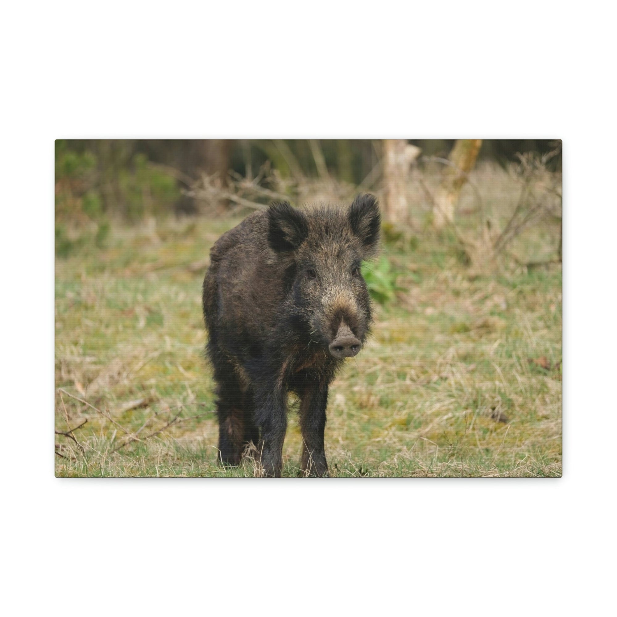 Scripture Walls Boar Hunting Boar on Hunt Print Animal Wall Art Wildlife Canvas Prints Wall Art Ready to Hang Unframed-Express Your Love Gifts