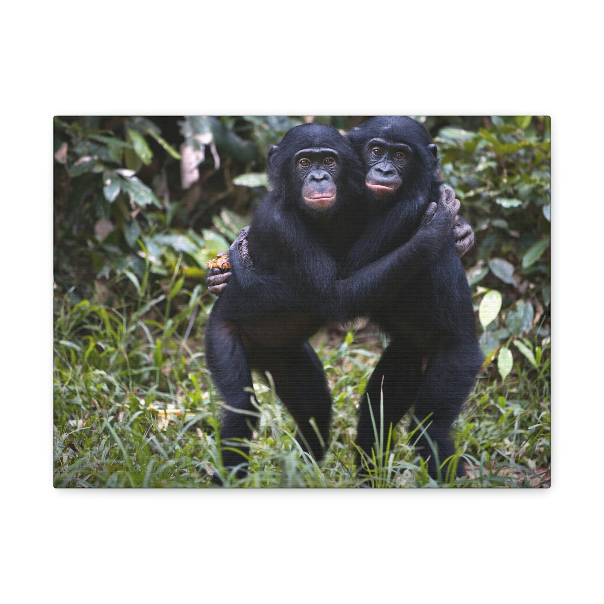 Scripture Walls Bonobo Couple Bonobo Troop Print Animal Wall Art Wildlife Canvas Prints Wall Art Ready to Hang Unframed-Express Your Love Gifts