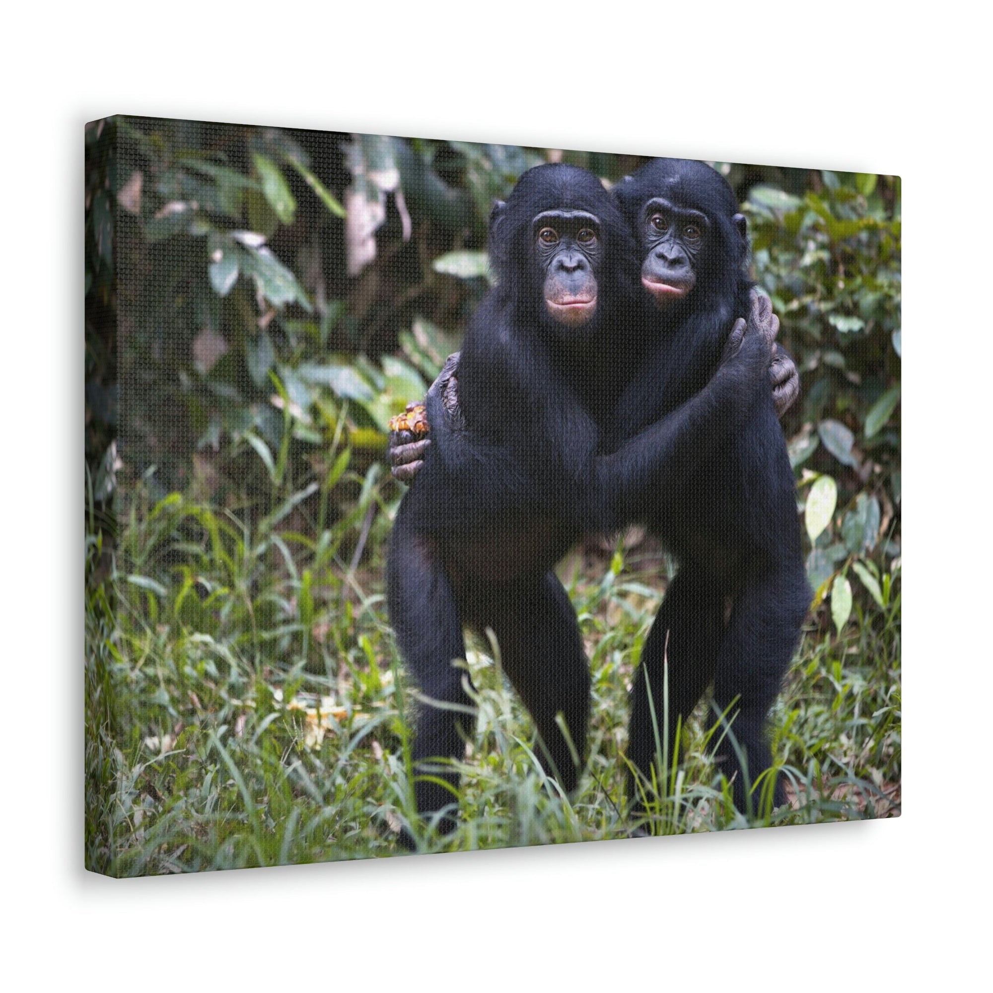 Scripture Walls Bonobo Couple Bonobo Troop Print Animal Wall Art Wildlife Canvas Prints Wall Art Ready to Hang Unframed-Express Your Love Gifts