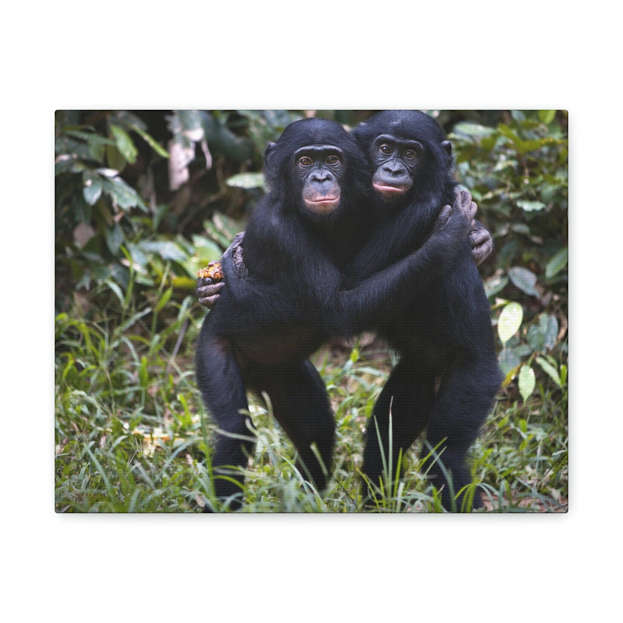 Scripture Walls Bonobo Couple Bonobo Troop Print Animal Wall Art Wildlife Canvas Prints Wall Art Ready to Hang Unframed-Express Your Love Gifts