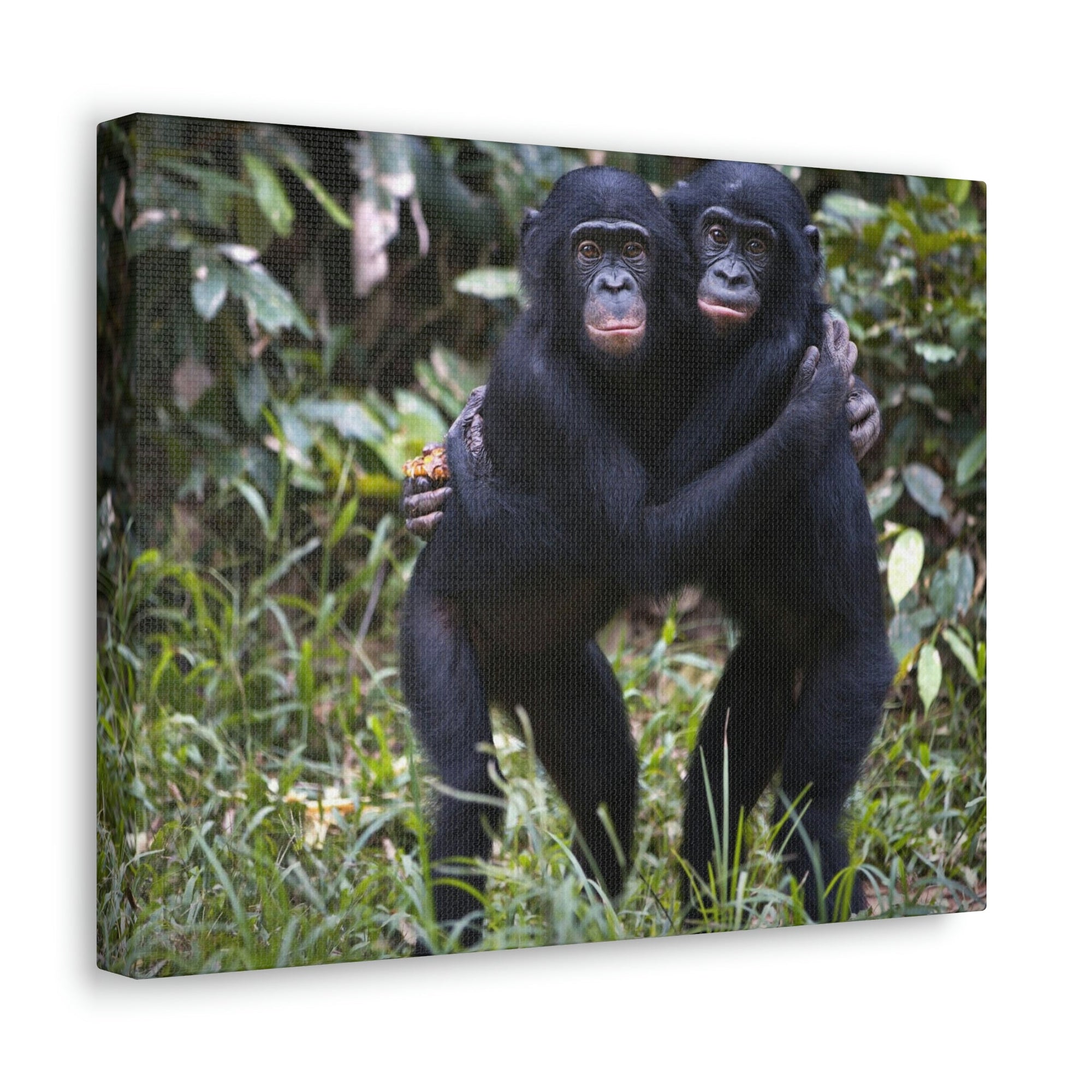 Scripture Walls Bonobo Couple Bonobo Troop Print Animal Wall Art Wildlife Canvas Prints Wall Art Ready to Hang Unframed-Express Your Love Gifts