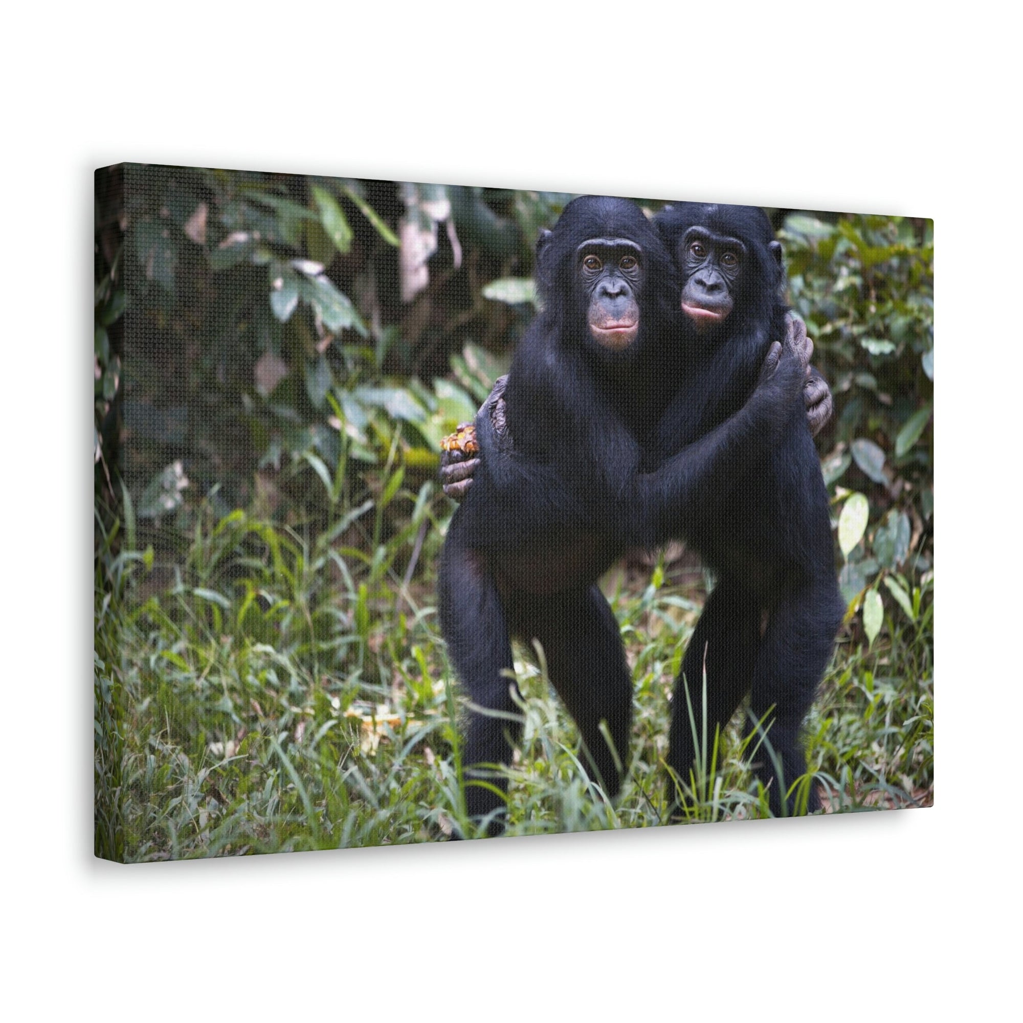 Scripture Walls Bonobo Couple Bonobo Troop Print Animal Wall Art Wildlife Canvas Prints Wall Art Ready to Hang Unframed-Express Your Love Gifts