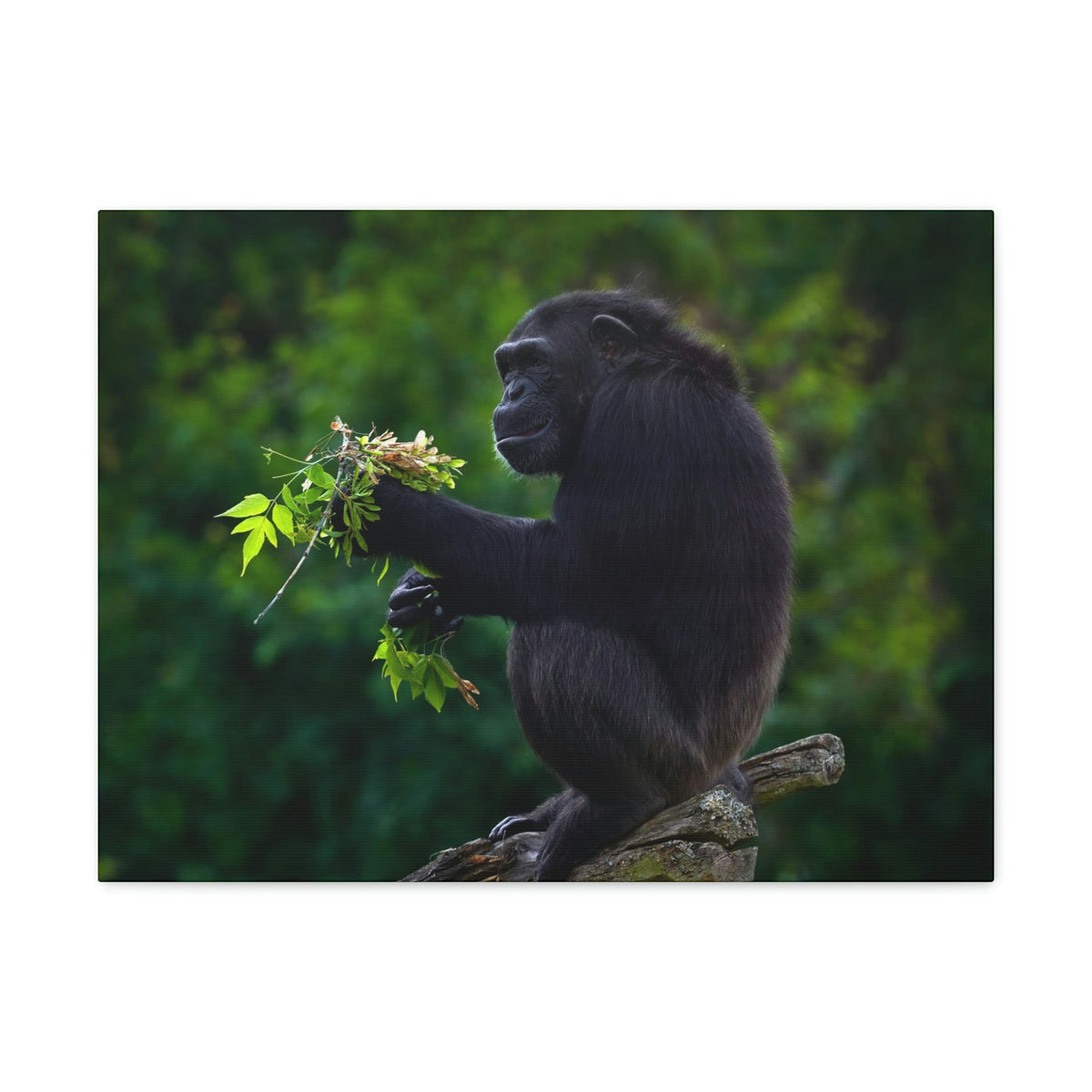 Scripture Walls Bonobo Hunting Bonobo on Hunt Print Animal Wall Art Wildlife Canvas Prints Wall Art Ready to Hang Unframed-Express Your Love Gifts