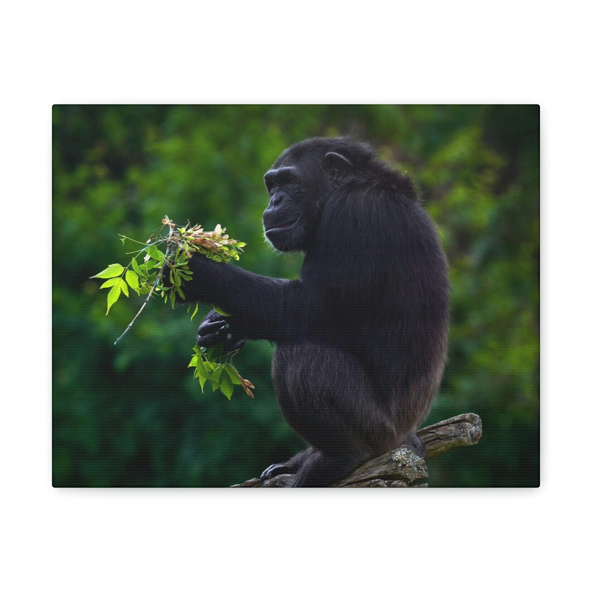 Scripture Walls Bonobo Hunting Bonobo on Hunt Print Animal Wall Art Wildlife Canvas Prints Wall Art Ready to Hang Unframed-Express Your Love Gifts