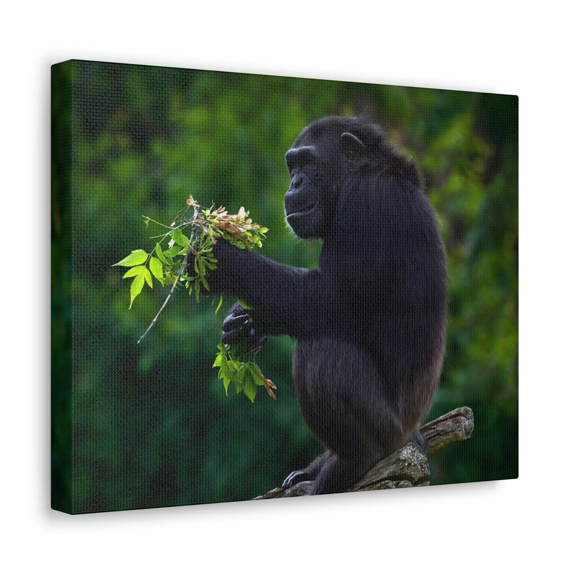 Scripture Walls Bonobo Hunting Bonobo on Hunt Print Animal Wall Art Wildlife Canvas Prints Wall Art Ready to Hang Unframed-Express Your Love Gifts