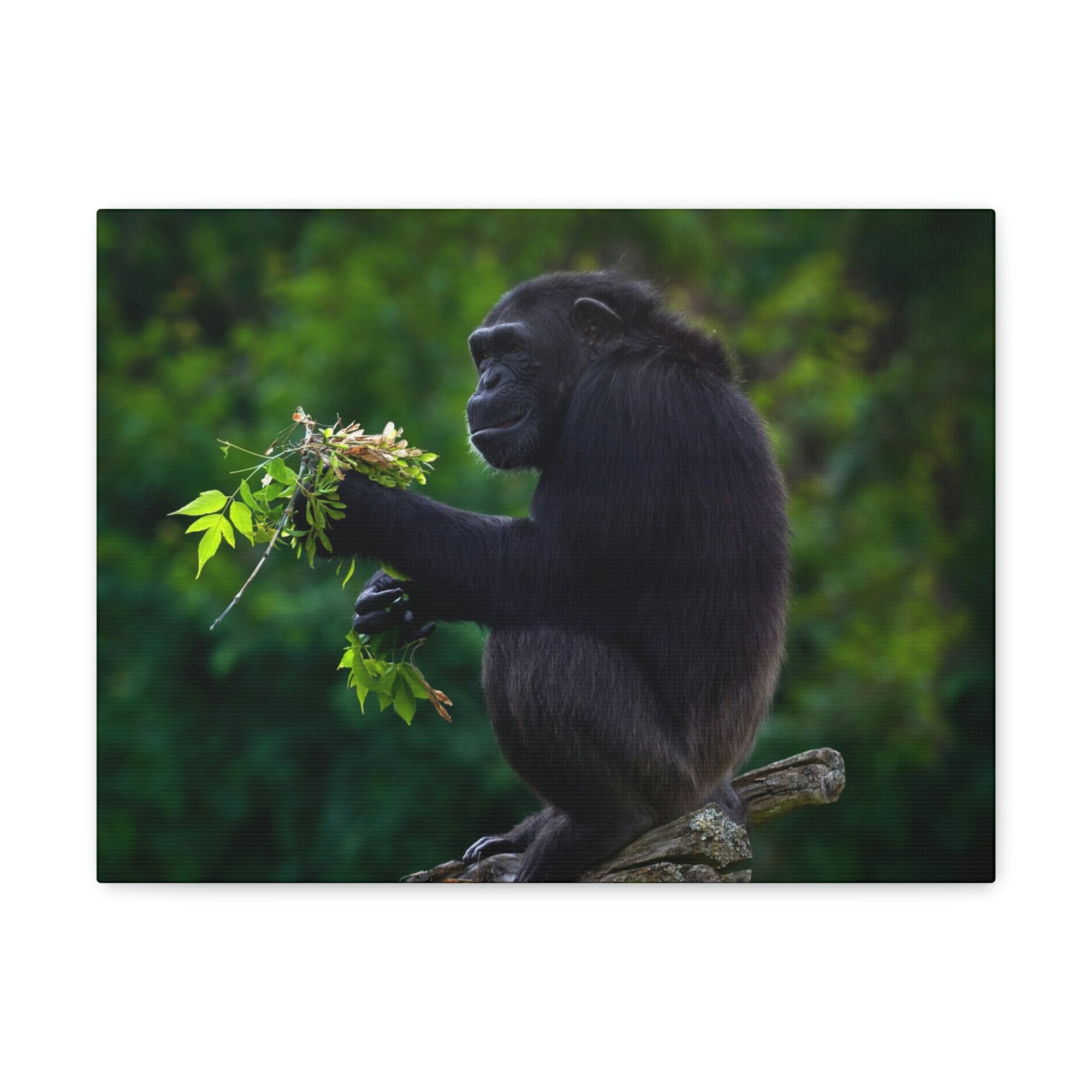 Scripture Walls Bonobo Hunting Bonobo on Hunt Print Animal Wall Art Wildlife Canvas Prints Wall Art Ready to Hang Unframed-Express Your Love Gifts