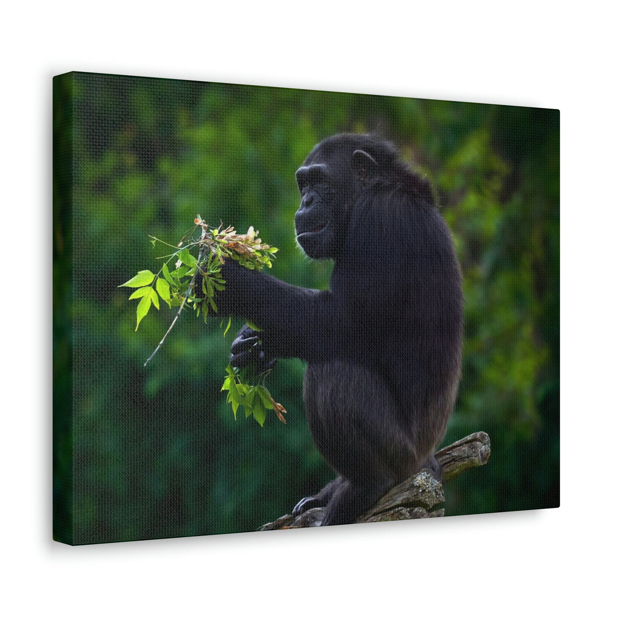 Scripture Walls Bonobo Hunting Bonobo on Hunt Print Animal Wall Art Wildlife Canvas Prints Wall Art Ready to Hang Unframed-Express Your Love Gifts