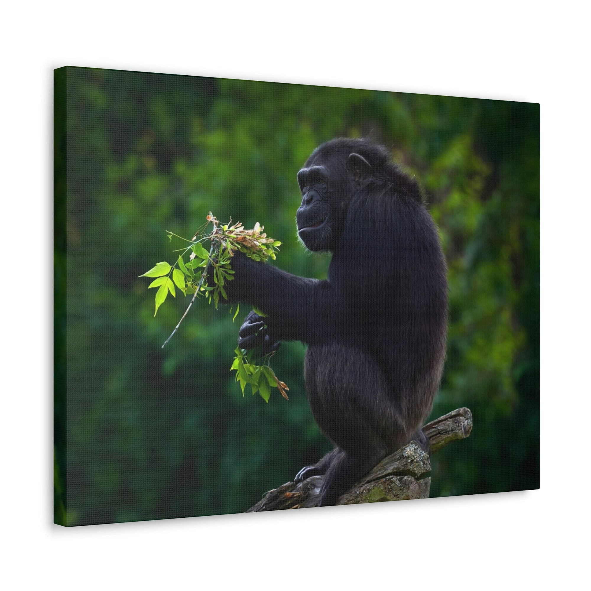 Scripture Walls Bonobo Hunting Bonobo on Hunt Print Animal Wall Art Wildlife Canvas Prints Wall Art Ready to Hang Unframed-Express Your Love Gifts