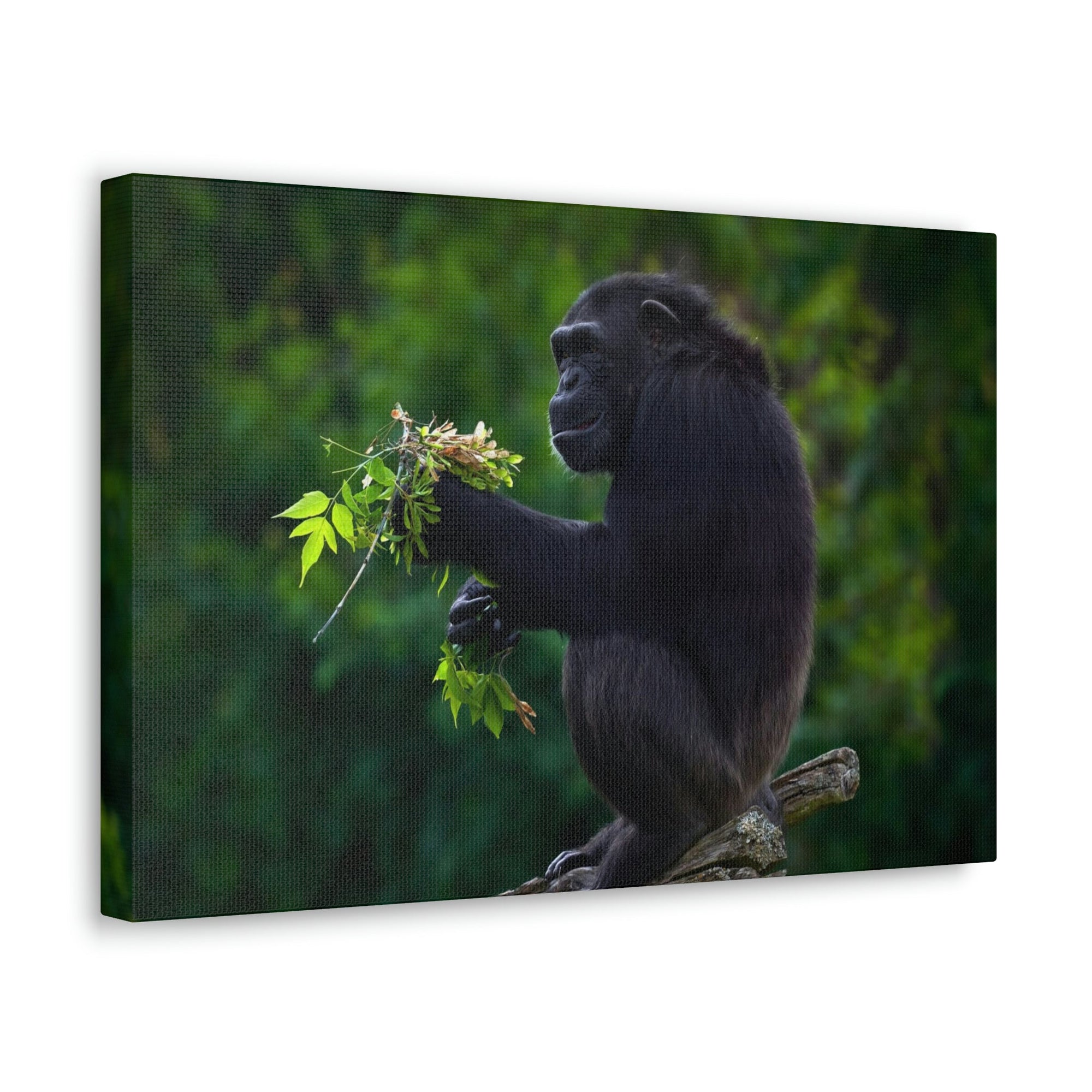 Scripture Walls Bonobo Hunting Bonobo on Hunt Print Animal Wall Art Wildlife Canvas Prints Wall Art Ready to Hang Unframed-Express Your Love Gifts