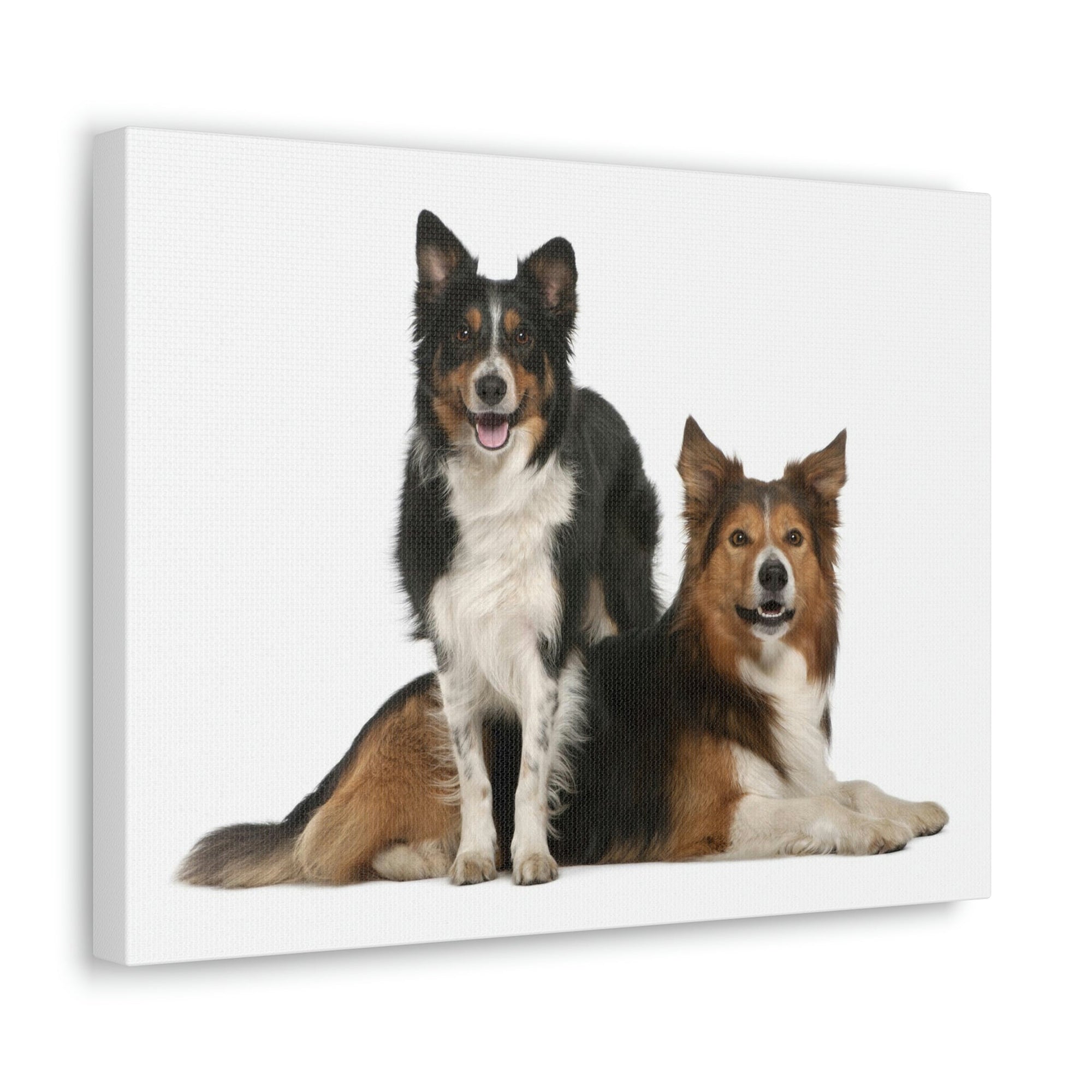 Scripture Walls Border Collie Couple Border Collie Troop Print Animal Wall Art Wildlife Canvas Prints Wall Art Ready to Hang Unframed-Express Your Love Gifts