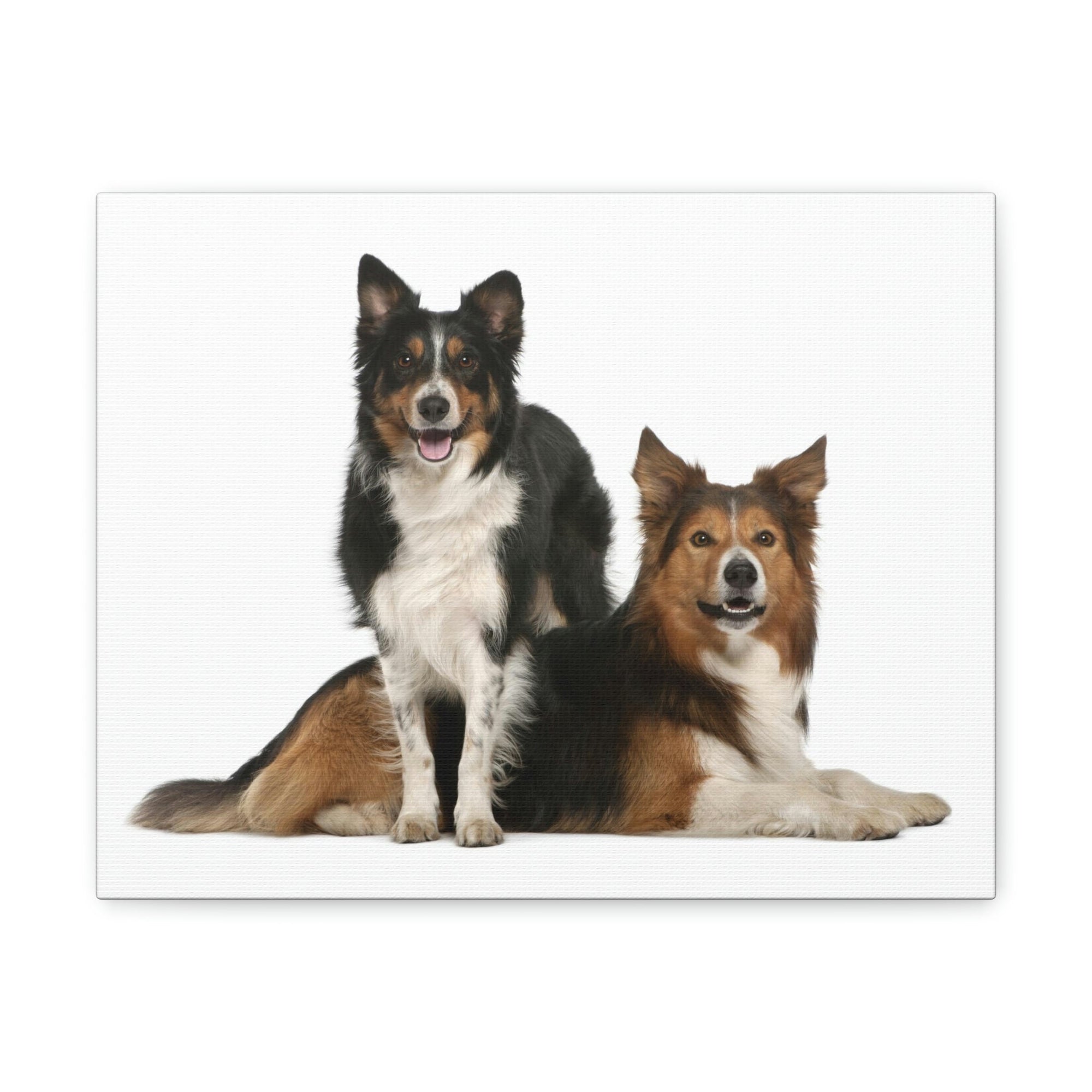 Scripture Walls Border Collie Couple Border Collie Troop Print Animal Wall Art Wildlife Canvas Prints Wall Art Ready to Hang Unframed-Express Your Love Gifts