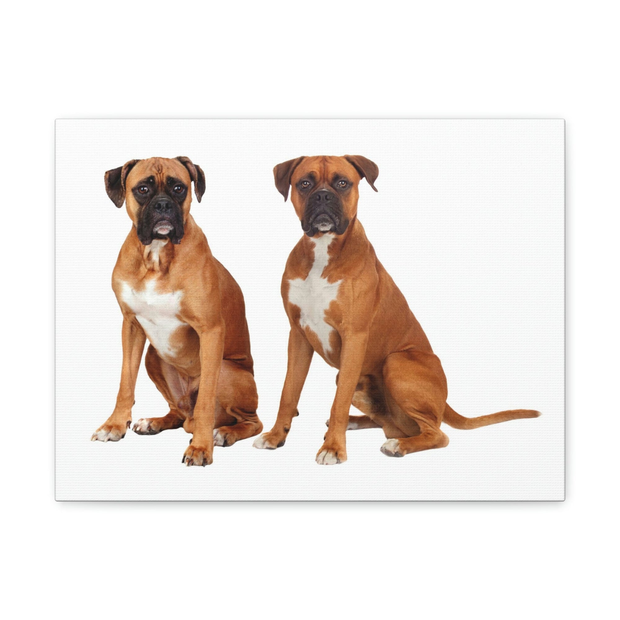 Scripture Walls Boxer Dog Couple Boxer Dog Troop Print Animal Wall Art Wildlife Canvas Prints Wall Art Ready to Hang Unframed-Express Your Love Gifts