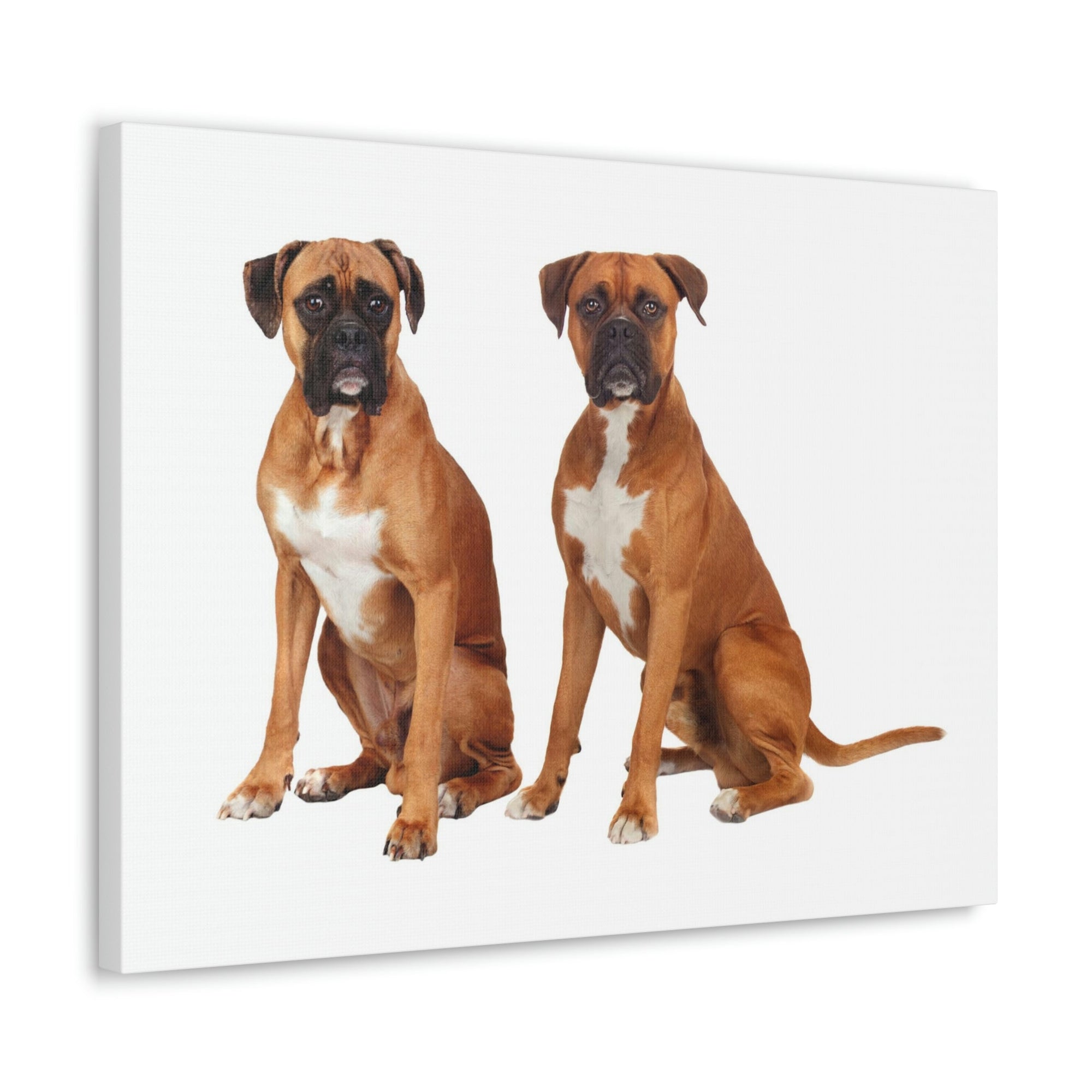 Scripture Walls Boxer Dog Couple Boxer Dog Troop Print Animal Wall Art Wildlife Canvas Prints Wall Art Ready to Hang Unframed-Express Your Love Gifts