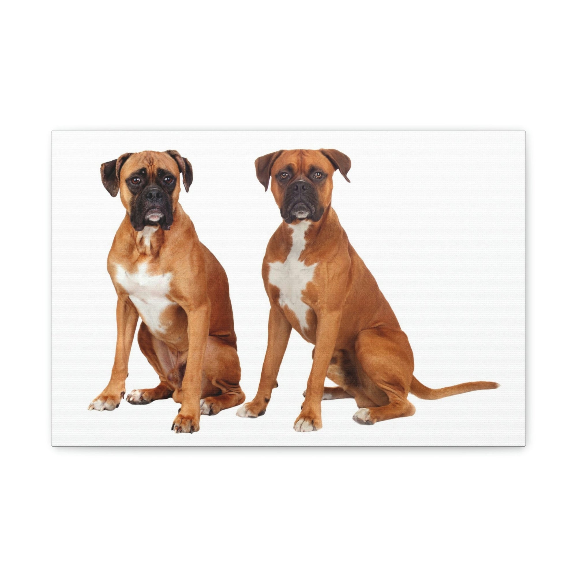 Scripture Walls Boxer Dog Couple Boxer Dog Troop Print Animal Wall Art Wildlife Canvas Prints Wall Art Ready to Hang Unframed-Express Your Love Gifts