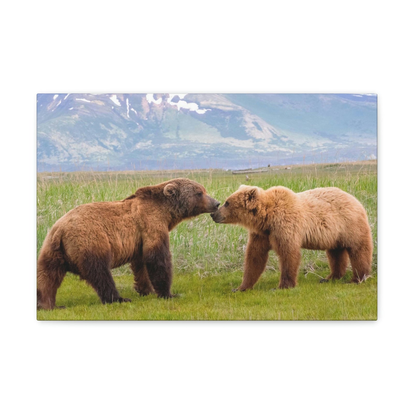 Scripture Walls Brown Bear Couple Brown Bear Troop Print Animal Wall Art Wildlife Canvas Prints Wall Art Ready to Hang Unframed-Express Your Love Gifts