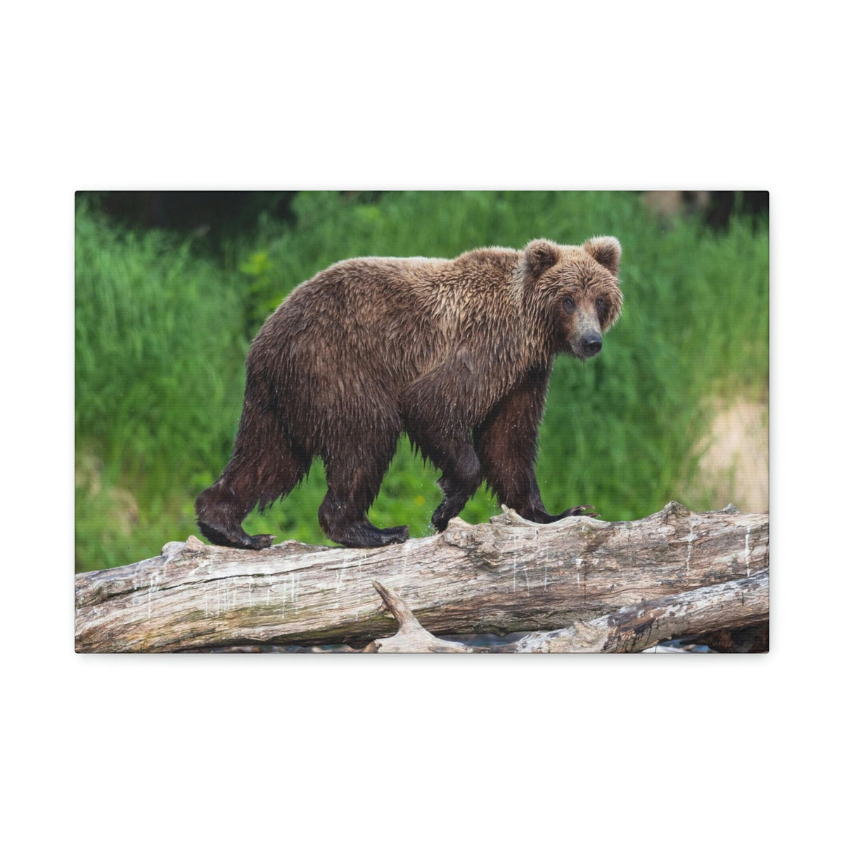 Scripture Walls Brown Bear Hunting Brown Bear on Hunt Print Animal Wall Art Wildlife Canvas Prints Wall Art Ready to Hang Unframed-Express Your Love Gifts