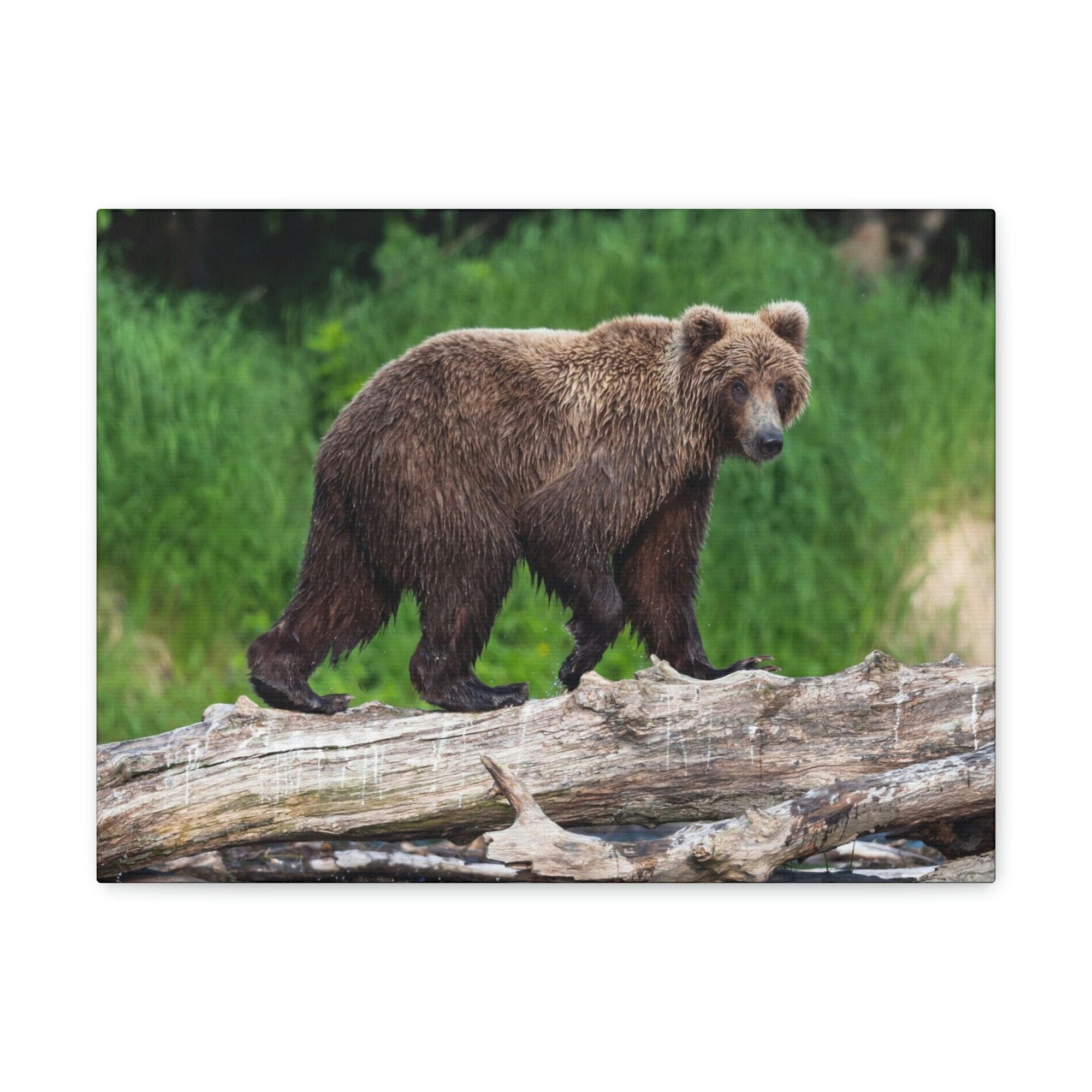 Scripture Walls Brown Bear Hunting Brown Bear on Hunt Print Animal Wall Art Wildlife Canvas Prints Wall Art Ready to Hang Unframed-Express Your Love Gifts