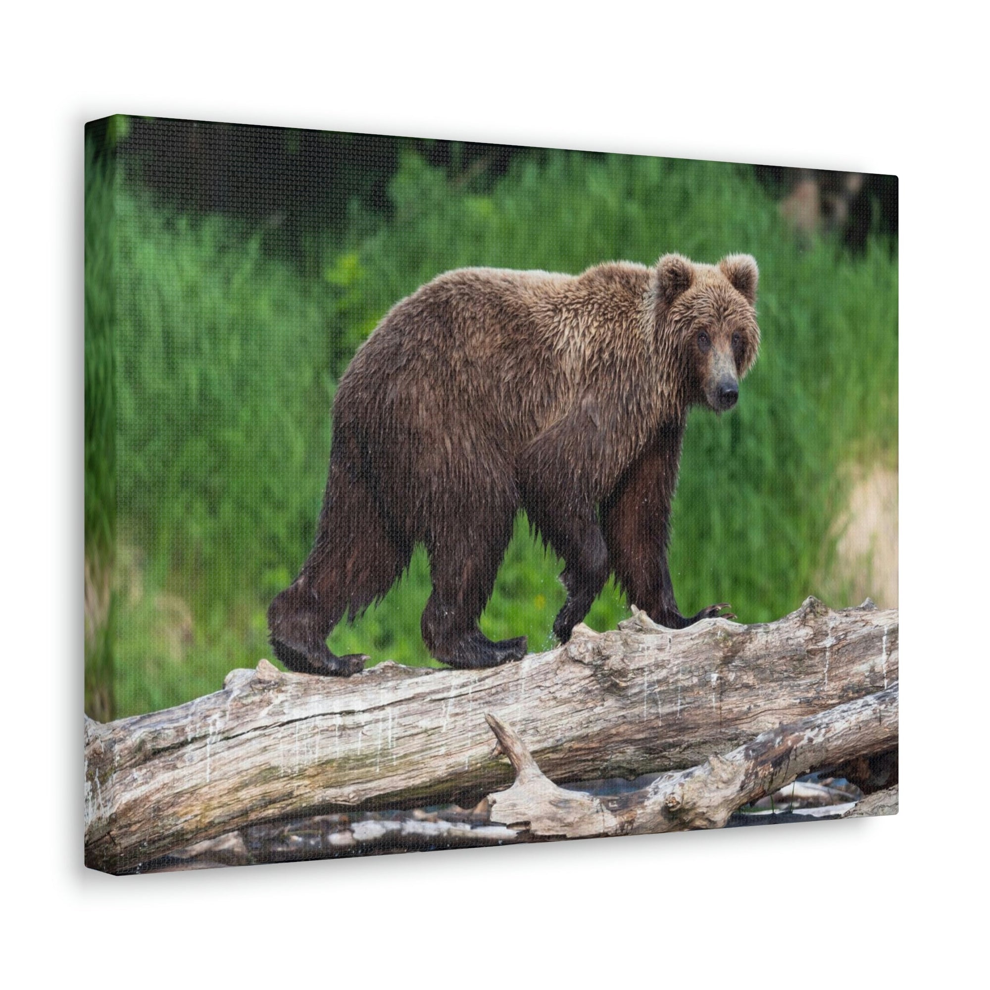 Scripture Walls Brown Bear Hunting Brown Bear on Hunt Print Animal Wall Art Wildlife Canvas Prints Wall Art Ready to Hang Unframed-Express Your Love Gifts