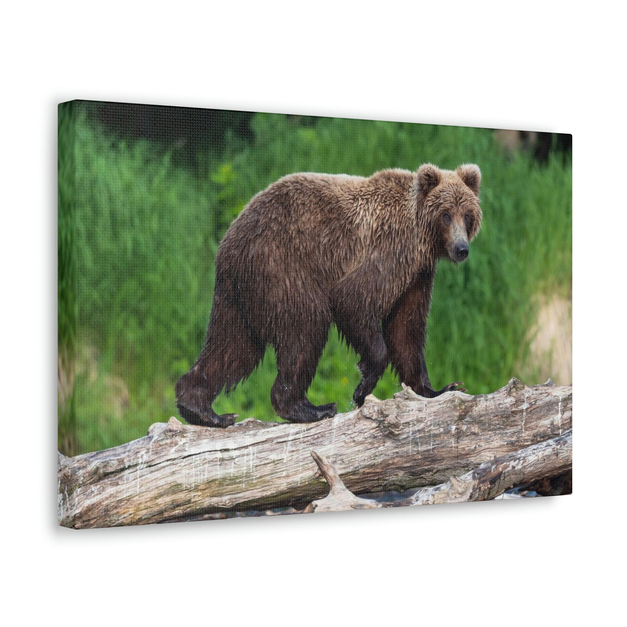 Scripture Walls Brown Bear Hunting Brown Bear on Hunt Print Animal Wall Art Wildlife Canvas Prints Wall Art Ready to Hang Unframed-Express Your Love Gifts