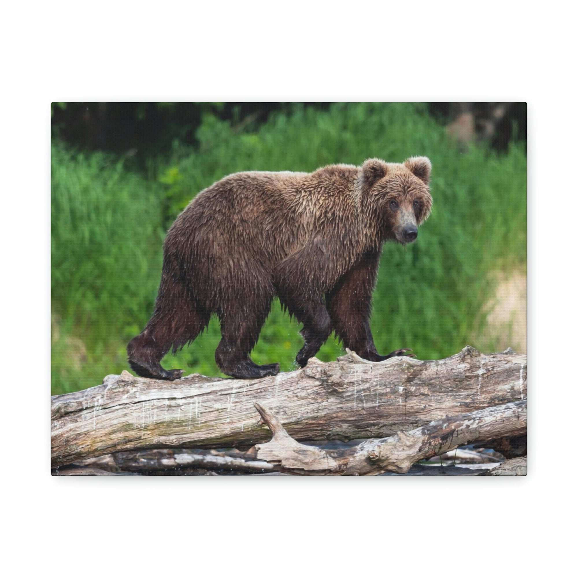 Scripture Walls Brown Bear Hunting Brown Bear on Hunt Print Animal Wall Art Wildlife Canvas Prints Wall Art Ready to Hang Unframed-Express Your Love Gifts