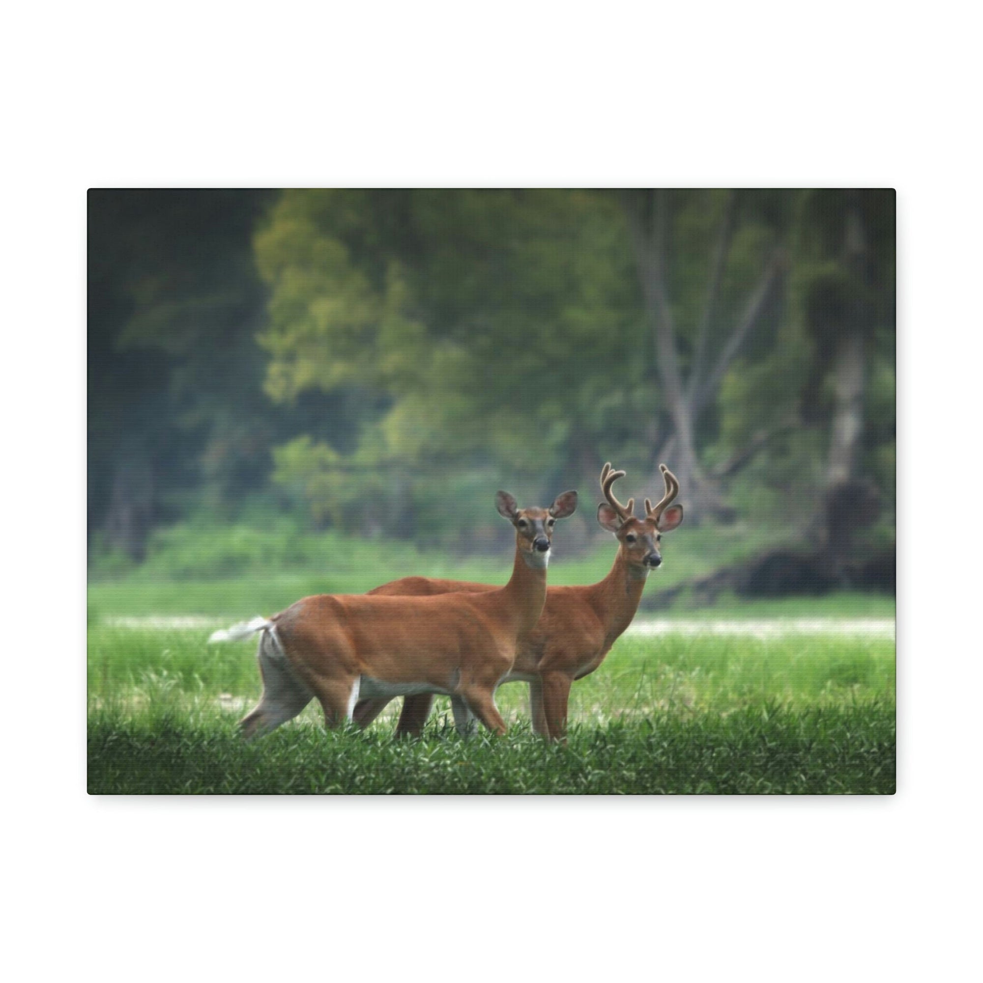 Scripture Walls Buck Couple Buck Troop Print Animal Wall Art Wildlife Canvas Prints Wall Art Ready to Hang Unframed-Express Your Love Gifts