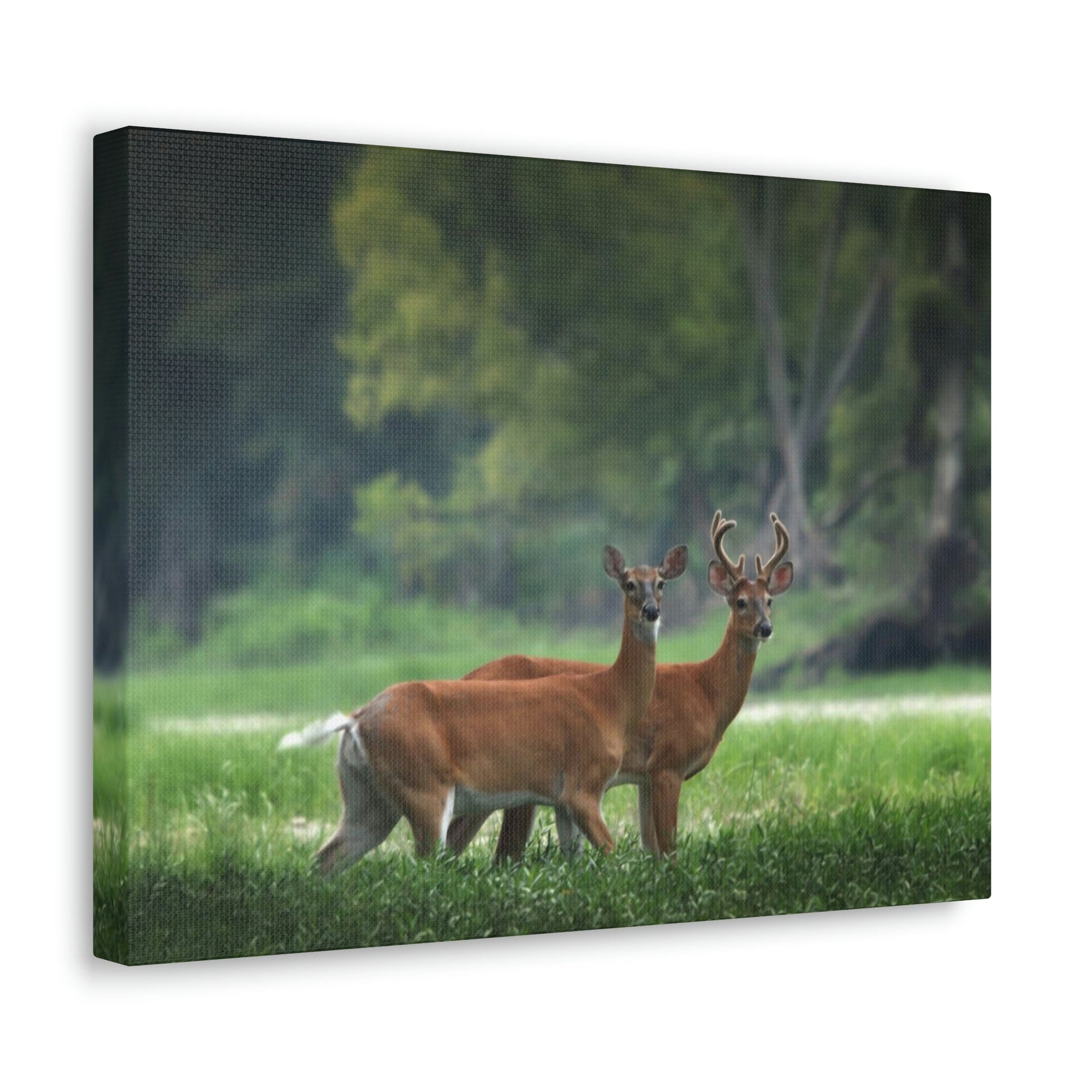 Scripture Walls Buck Couple Buck Troop Print Animal Wall Art Wildlife Canvas Prints Wall Art Ready to Hang Unframed-Express Your Love Gifts