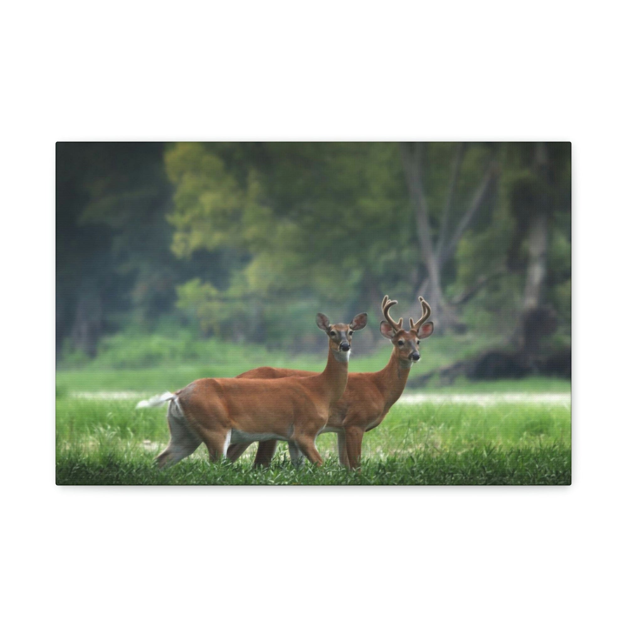 Scripture Walls Buck Couple Buck Troop Print Animal Wall Art Wildlife Canvas Prints Wall Art Ready to Hang Unframed-Express Your Love Gifts