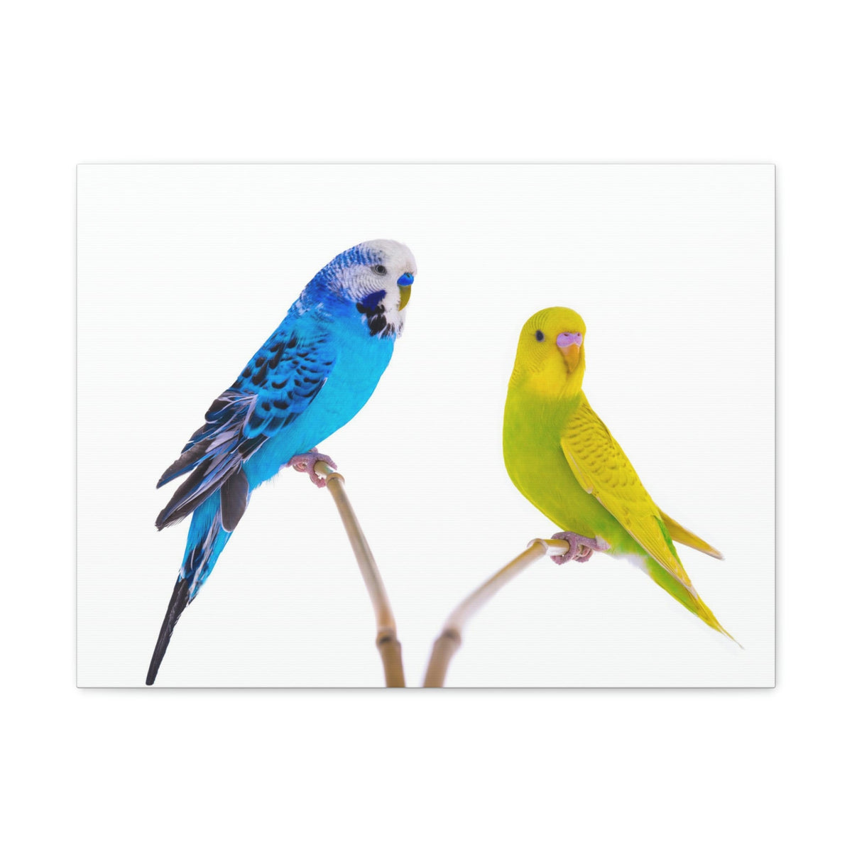 Scripture Walls Budgie Couple Budgie Troop Print Animal Wall Art Wildlife Canvas Prints Wall Art Ready to Hang Unframed-Express Your Love Gifts