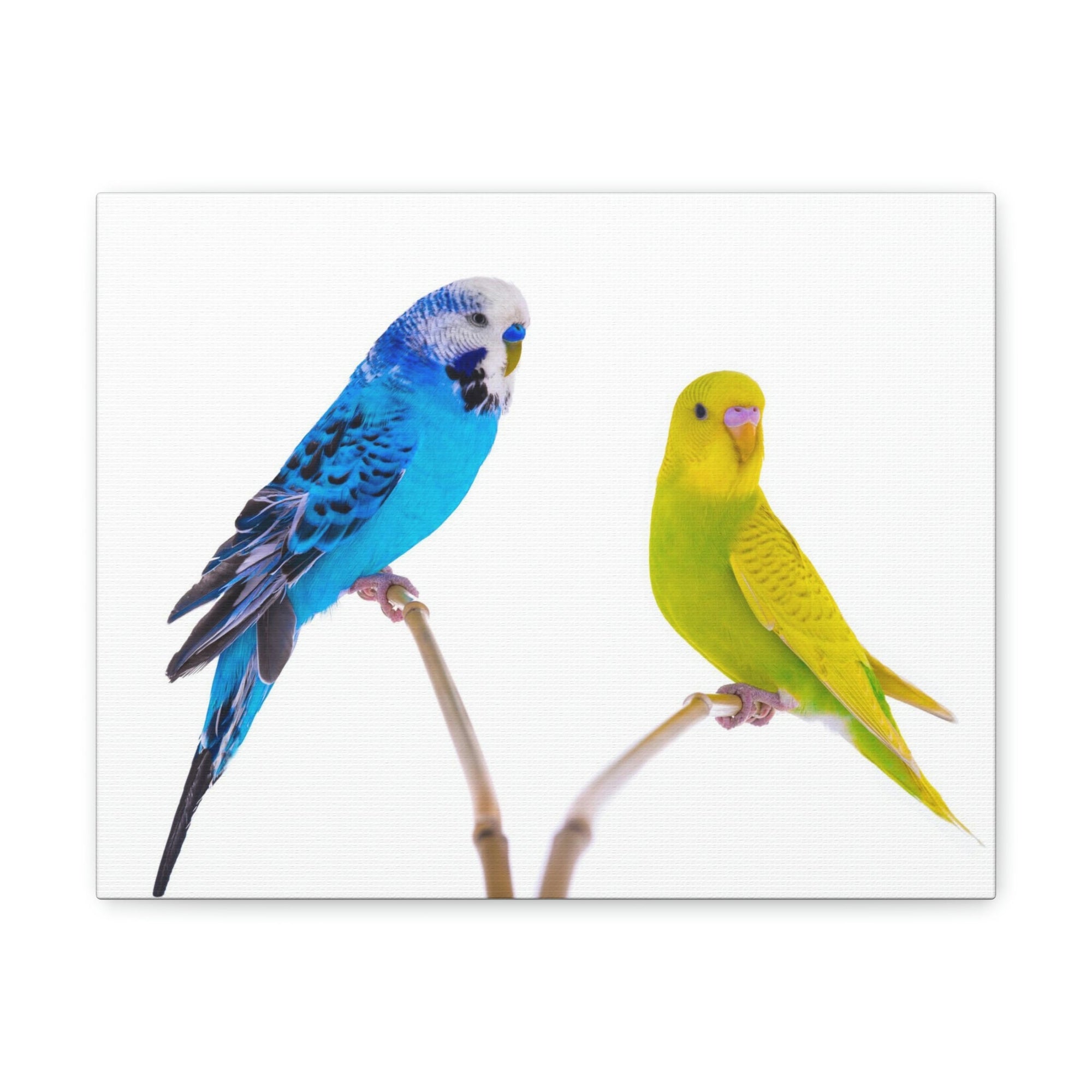 Scripture Walls Budgie Couple Budgie Troop Print Animal Wall Art Wildlife Canvas Prints Wall Art Ready to Hang Unframed-Express Your Love Gifts