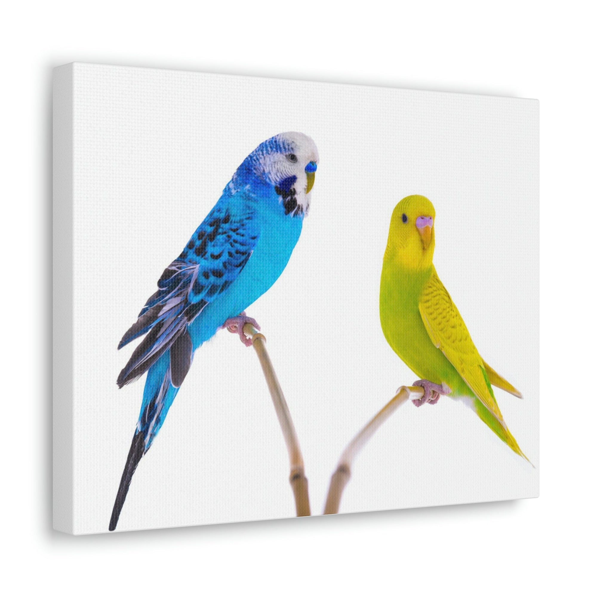 Scripture Walls Budgie Couple Budgie Troop Print Animal Wall Art Wildlife Canvas Prints Wall Art Ready to Hang Unframed-Express Your Love Gifts