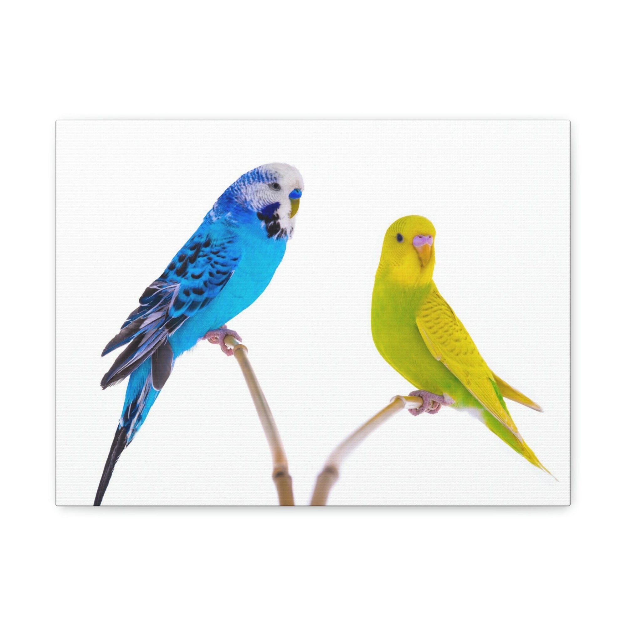 Scripture Walls Budgie Couple Budgie Troop Print Animal Wall Art Wildlife Canvas Prints Wall Art Ready to Hang Unframed-Express Your Love Gifts